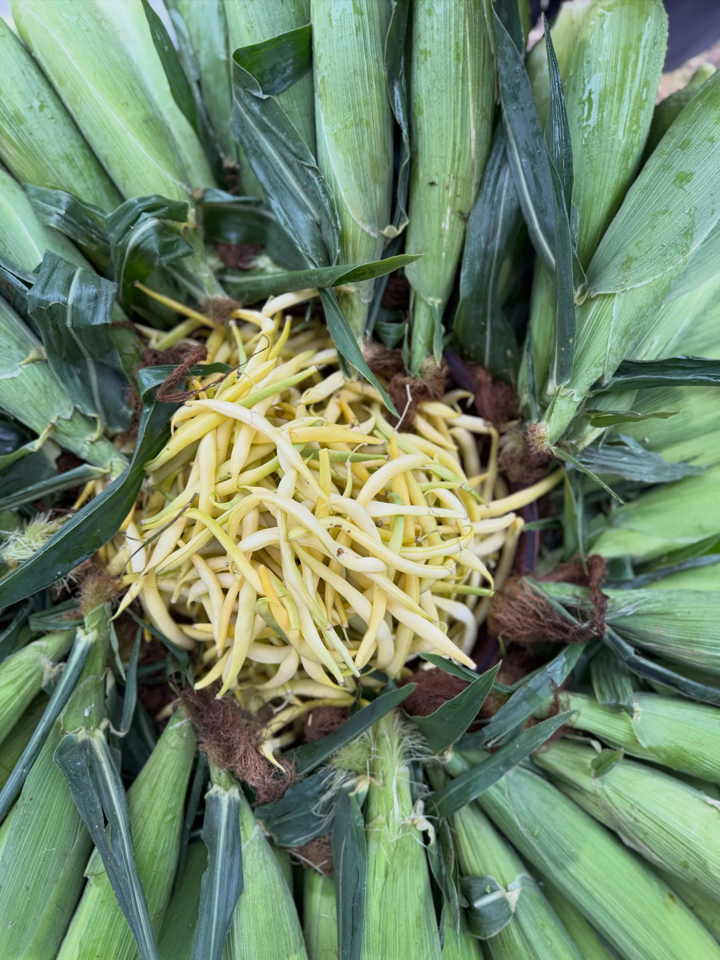 The sun might be hiding, but there is a ton of Washington grown veggies and fruit waiting for you today at the Wallingford Farmers Market!

Grab that raincoat and/or umbrella and come join us in the park, we will be here until 7PM and can&rsquo;t wai