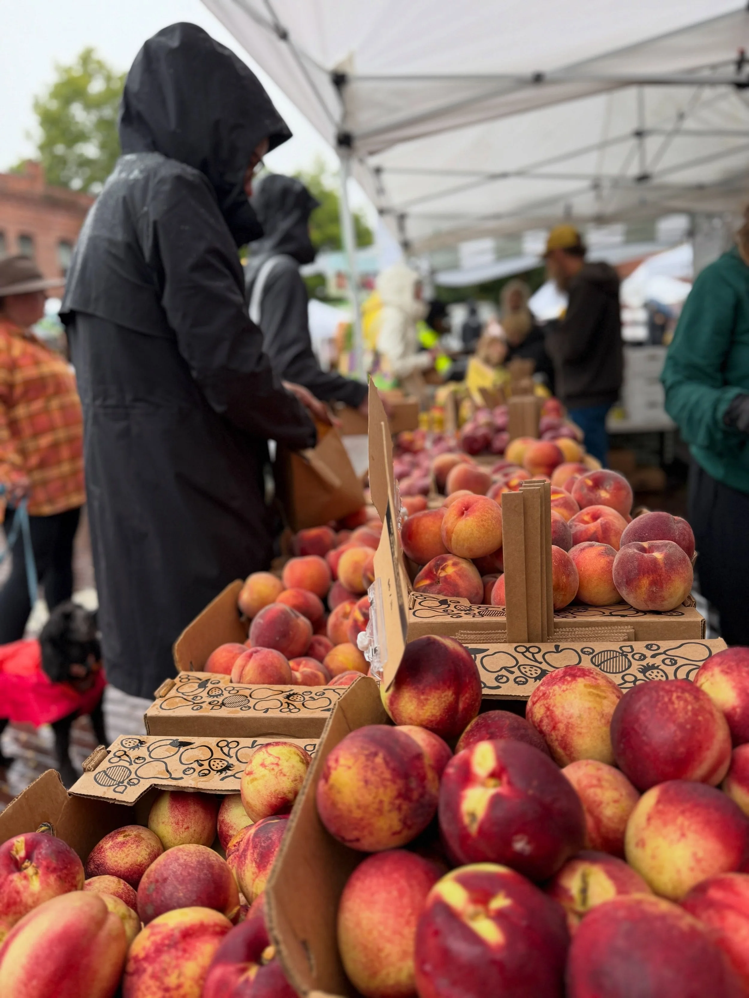 It might be raining but we promise you won&rsquo;t melt! 

Grab a rain jacket (or umbrella) and come down to the Ballard Farmers Market today for the best and the freshest of the season!

#ballardfarmersmarket 
#farmersmarket 
#supportlocal 
#rainyda