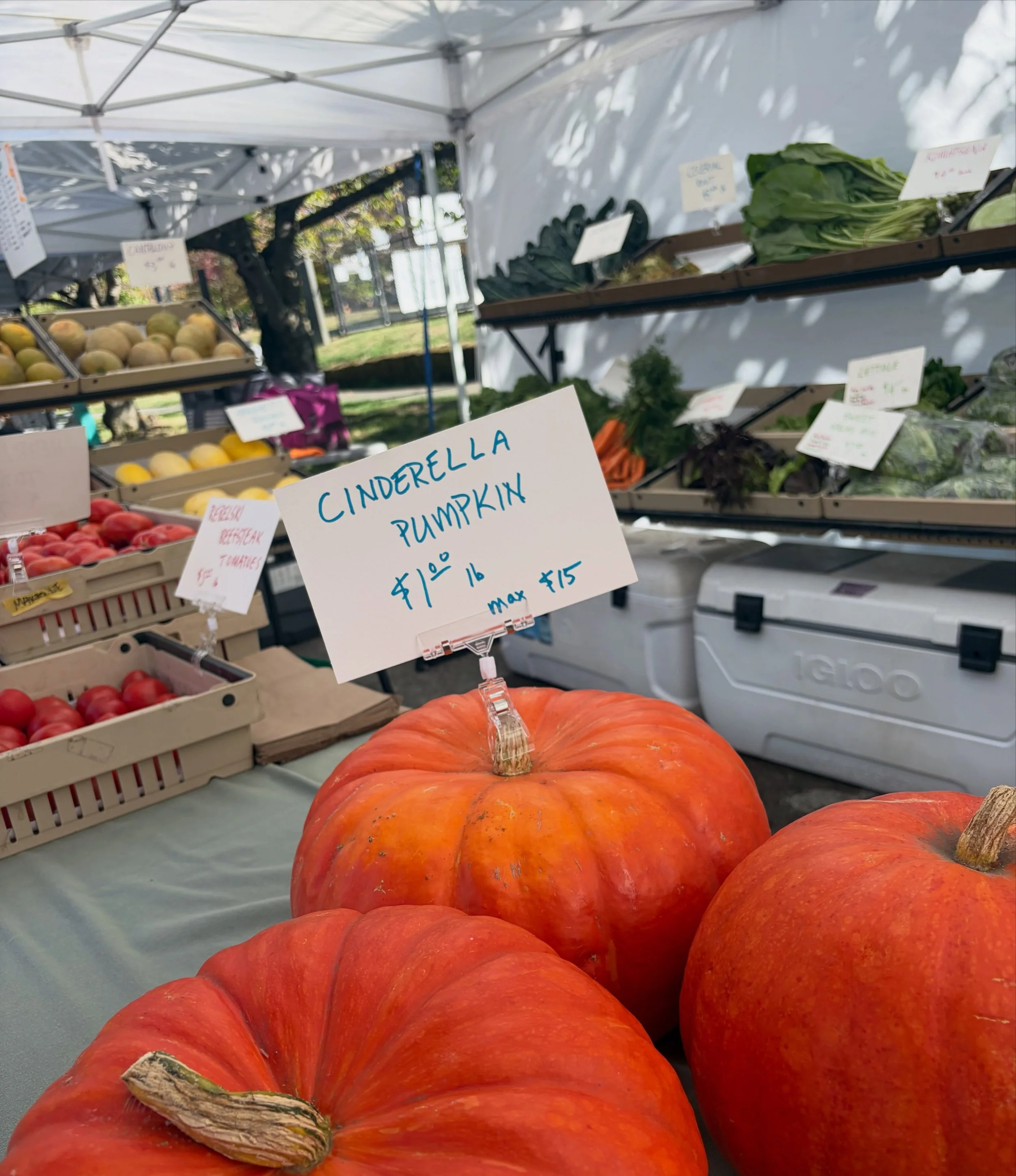 A sunny day has chased the rain away! 

Don&rsquo;t miss out on this gorgeous day, come get a market haul for the Madison Park Farmers Market today from 10AM - 2PM.

#madisonparkfarmersmarket 
#madisonparkseattle 
#supportlocal 
#knowyourfarmer 
#sun