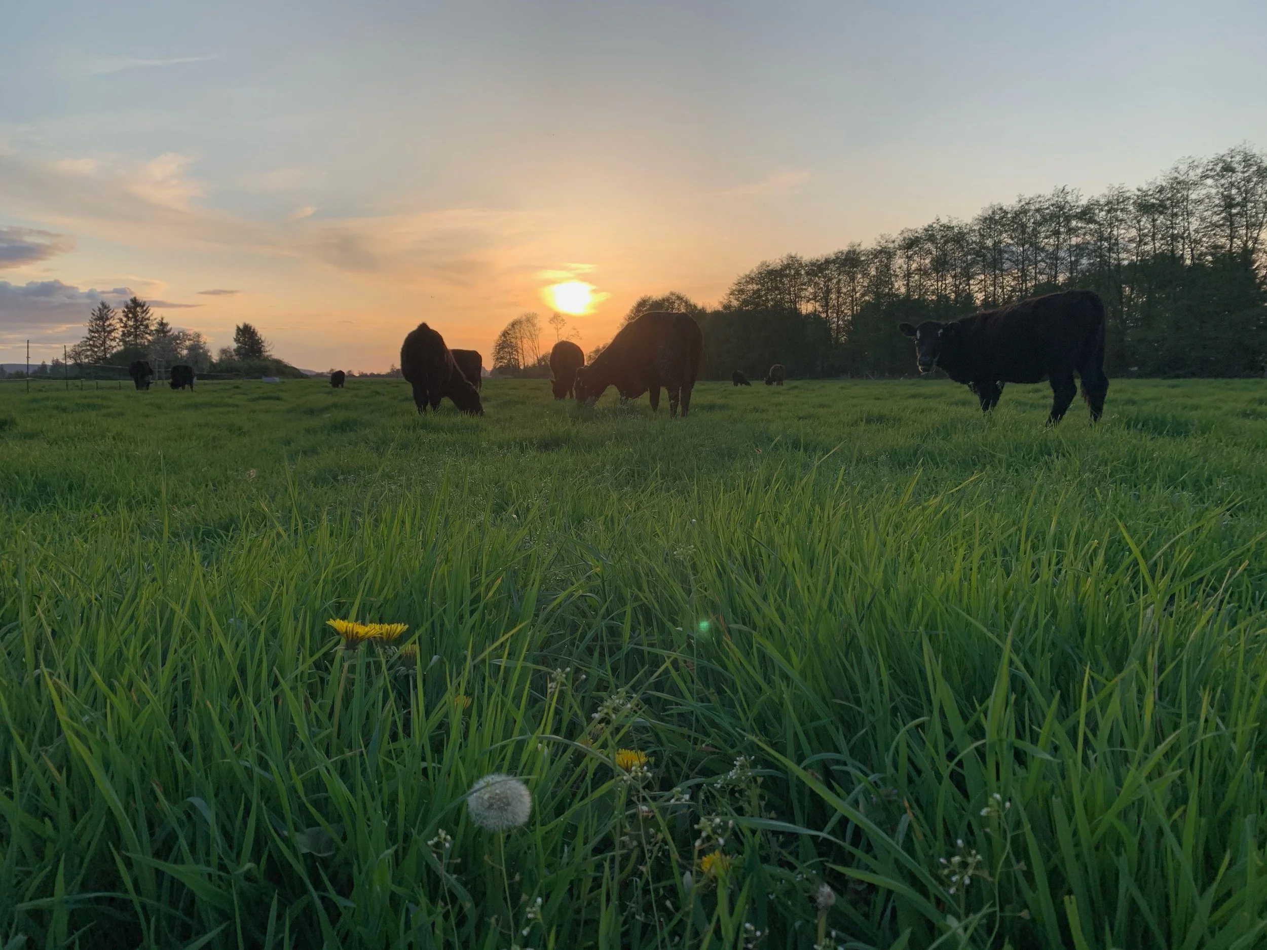 Hey all you Central District Farmers Market shoppers, we have some great news for you! 

Starting this Friday @haytonfarms will be bringing their grass-fed, grass-finished black angus beef raised  on their farm located on Fir Island in Skagit Valley.
