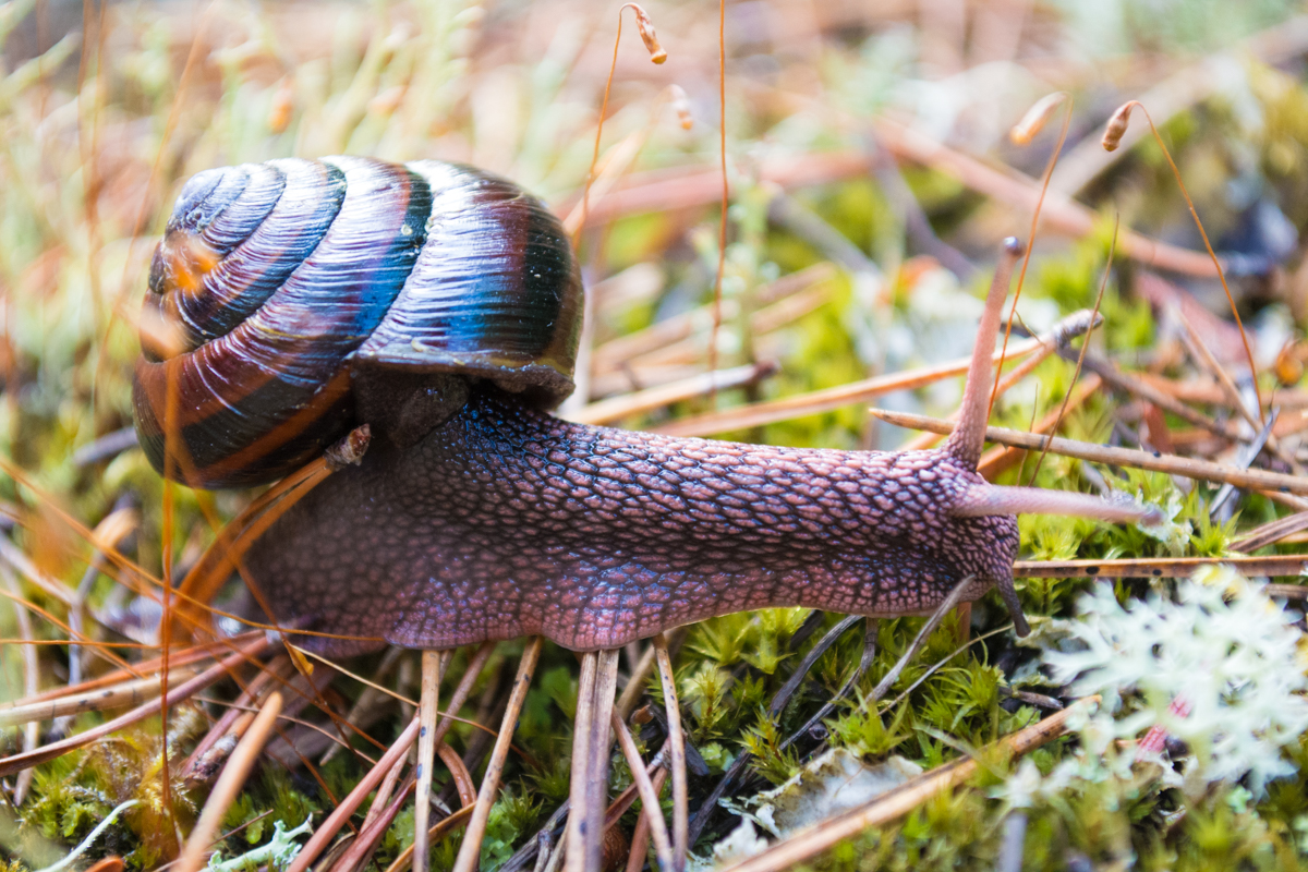 Snail!