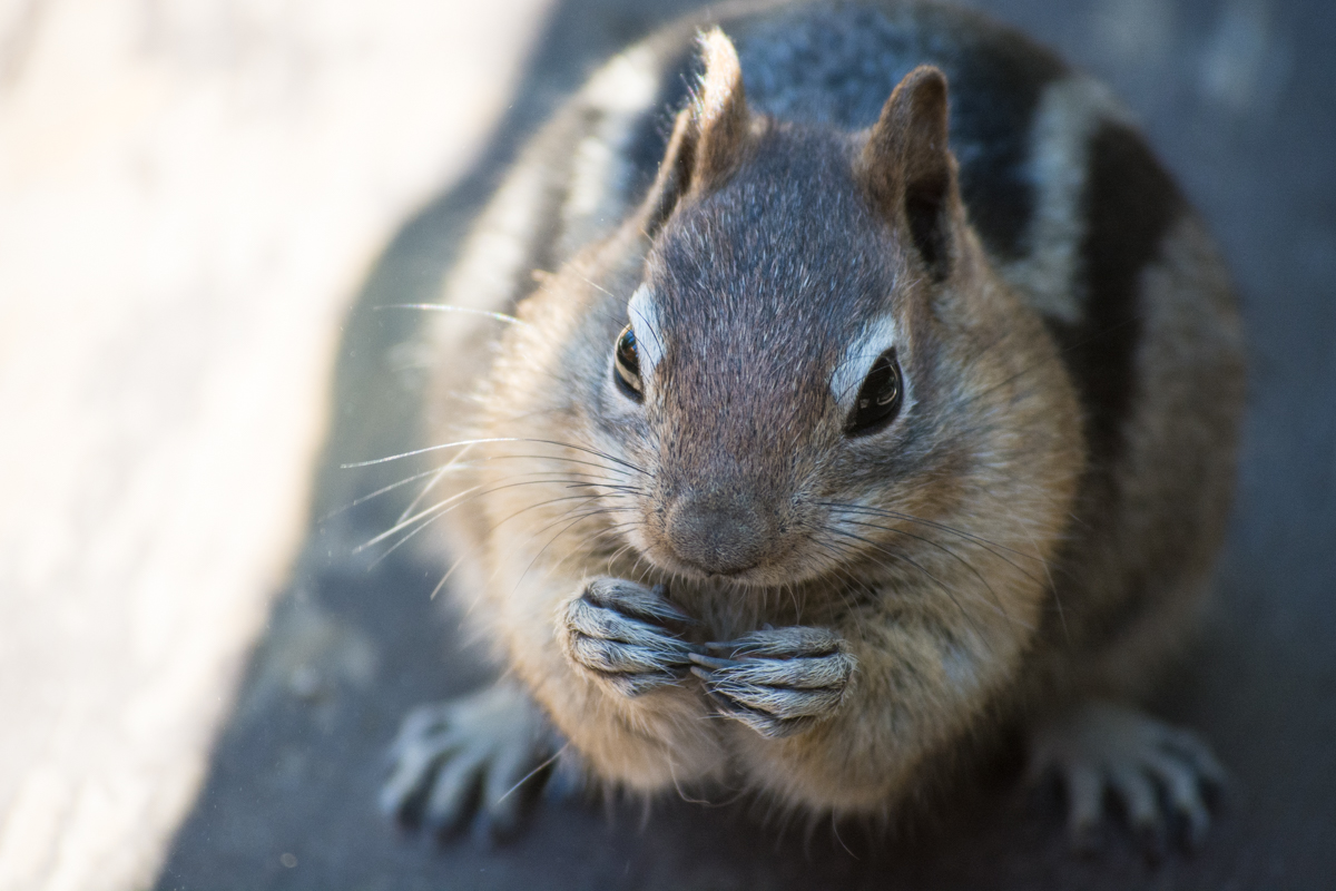 Very well-fed chipmunk