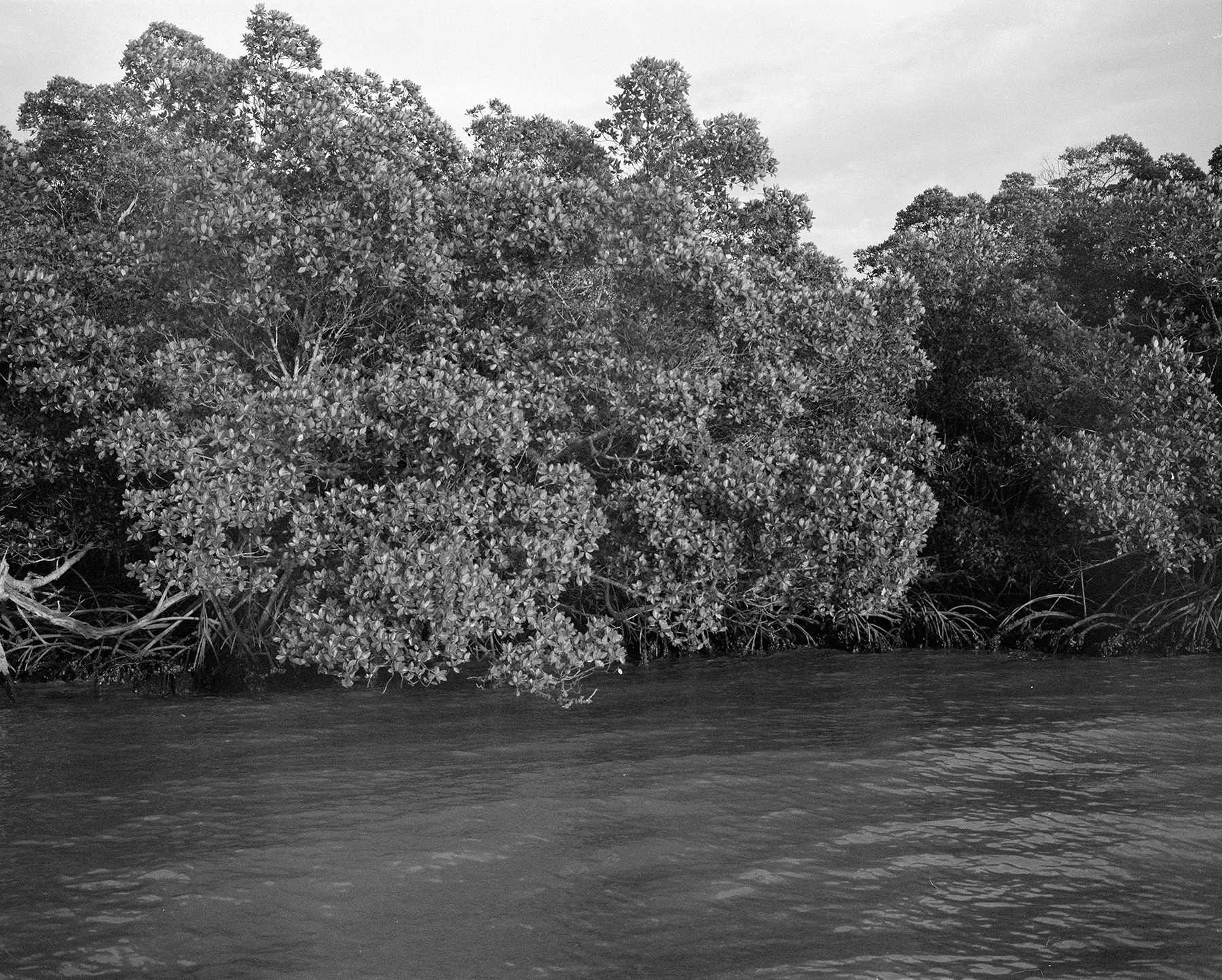 mangroves.png