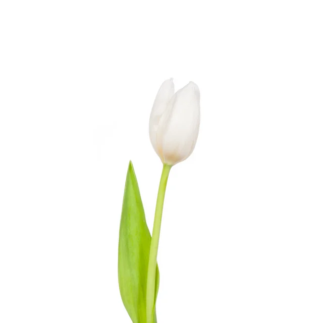 20160624_fresh_flowers_0073.jpg