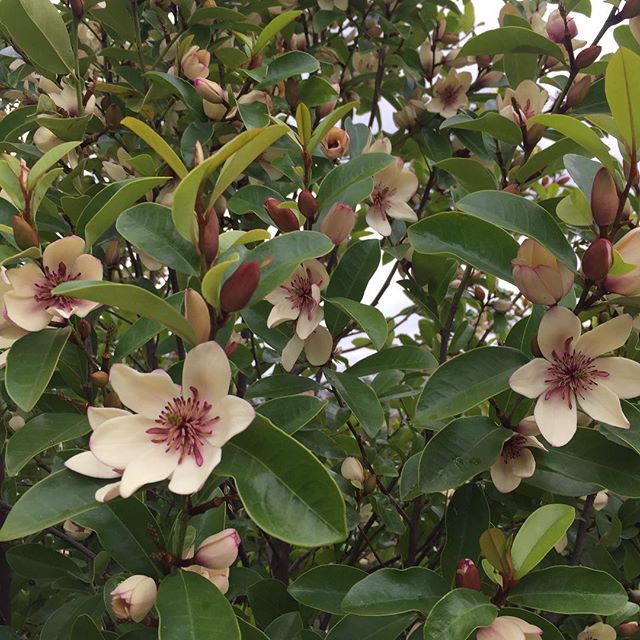 Michelia figo is a great evergreen full sun screening shrub, putting on a great show and perfume at the moment... #rightplantrightspot #landscape #melbournelandscaping #landscapeconstruction