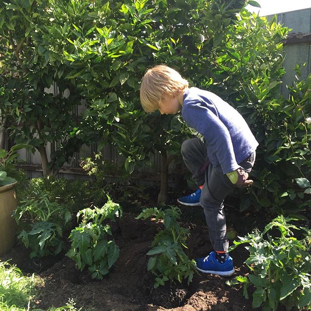 Professional horticultural services in full flight... #tomatotime #landscape #familygardening #horticulturelife