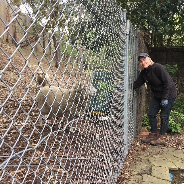 Feeding the sheep at our new Kew job, all part of the full range of services provided @lucidalandscapes, apparently owned by Vicroads to keep the grass under control on a steep slope next to the freeway. Time for a shear Vicroads!
#melbournelandscapi