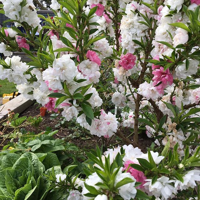 Bumper crop on the way! Dwarf Peach, Blueberries and Avocado all looking great! #lucidahorticulture #sustainable #homeproduce #melbournelandscapes