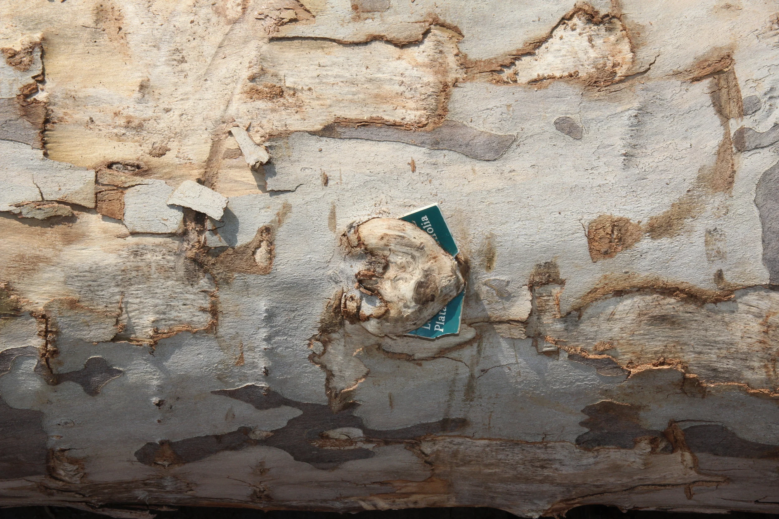 Trees from LES Waterfront Parks