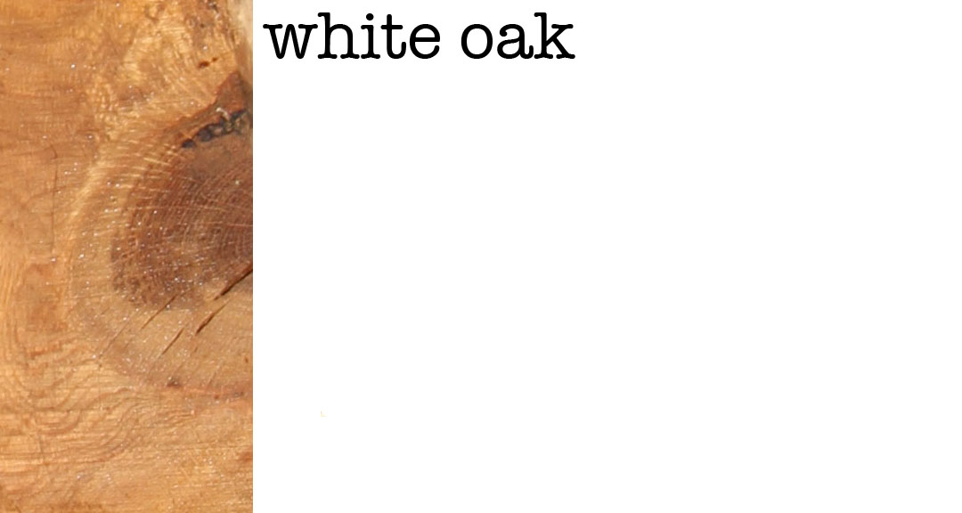 whiteoak.jpg