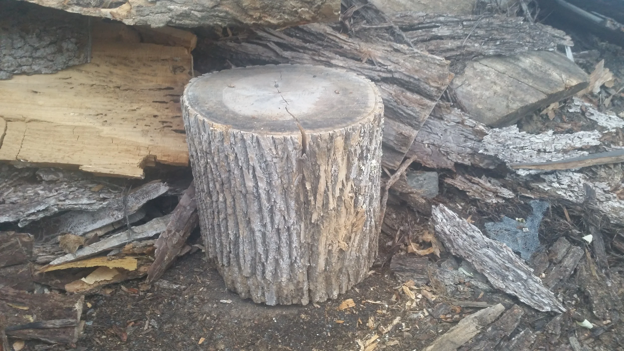 Stumps 1.jpg