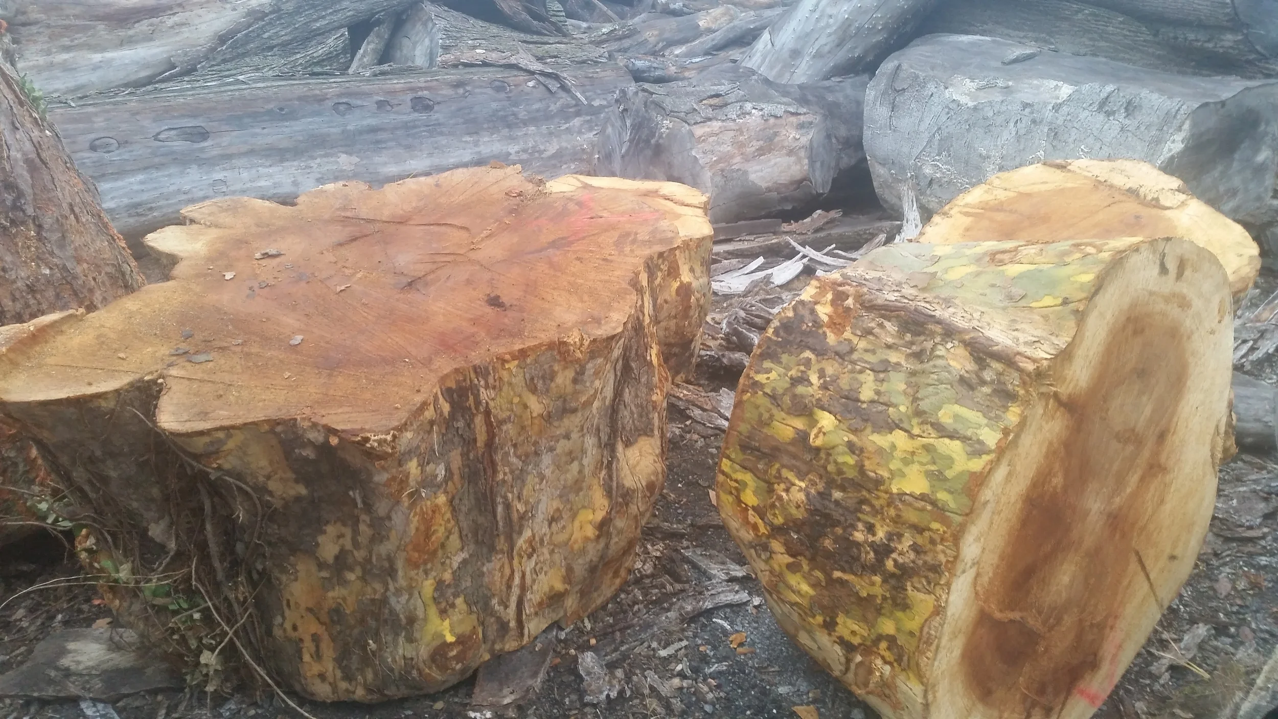 Stumps 7.jpg