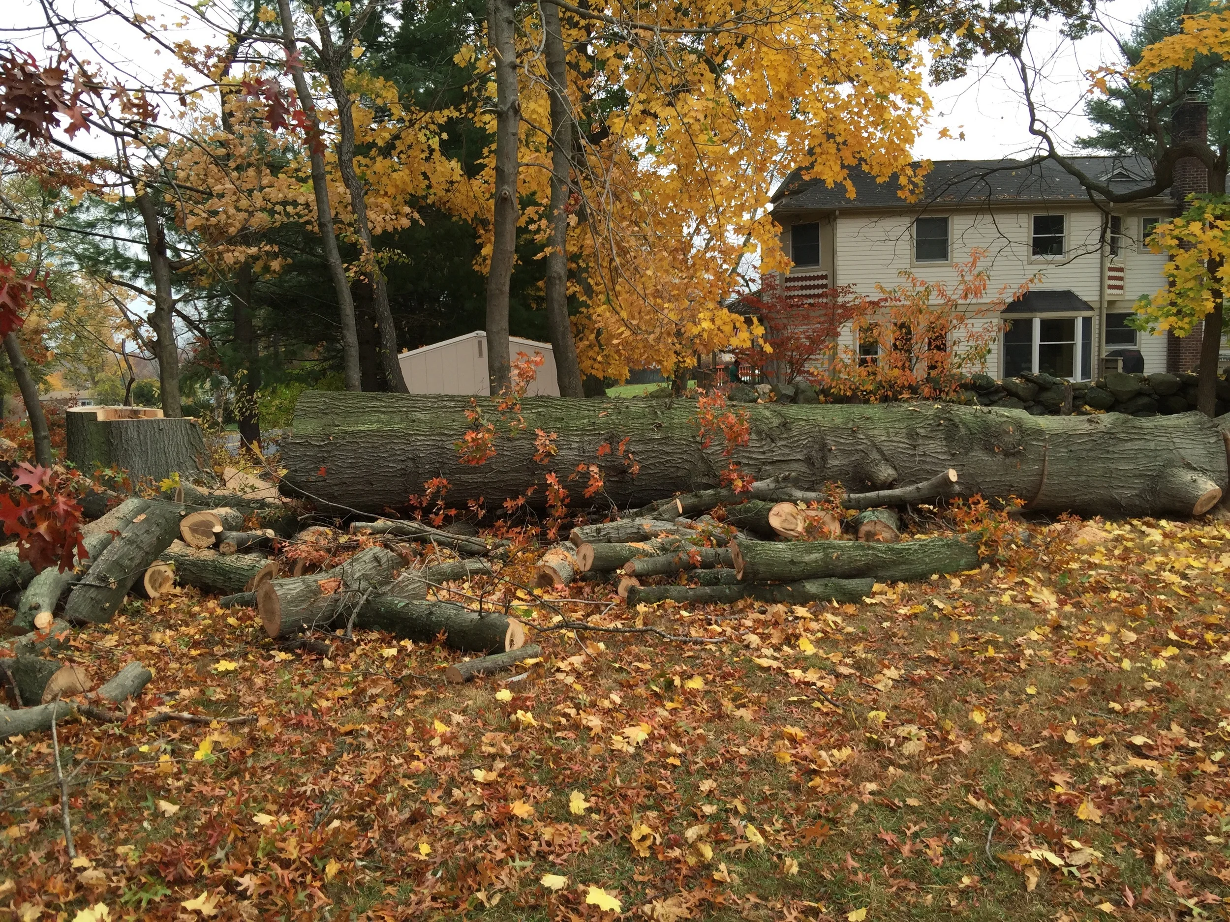 20'x31-37" pin oak log on the property of 94.3 wfas and pretty good music