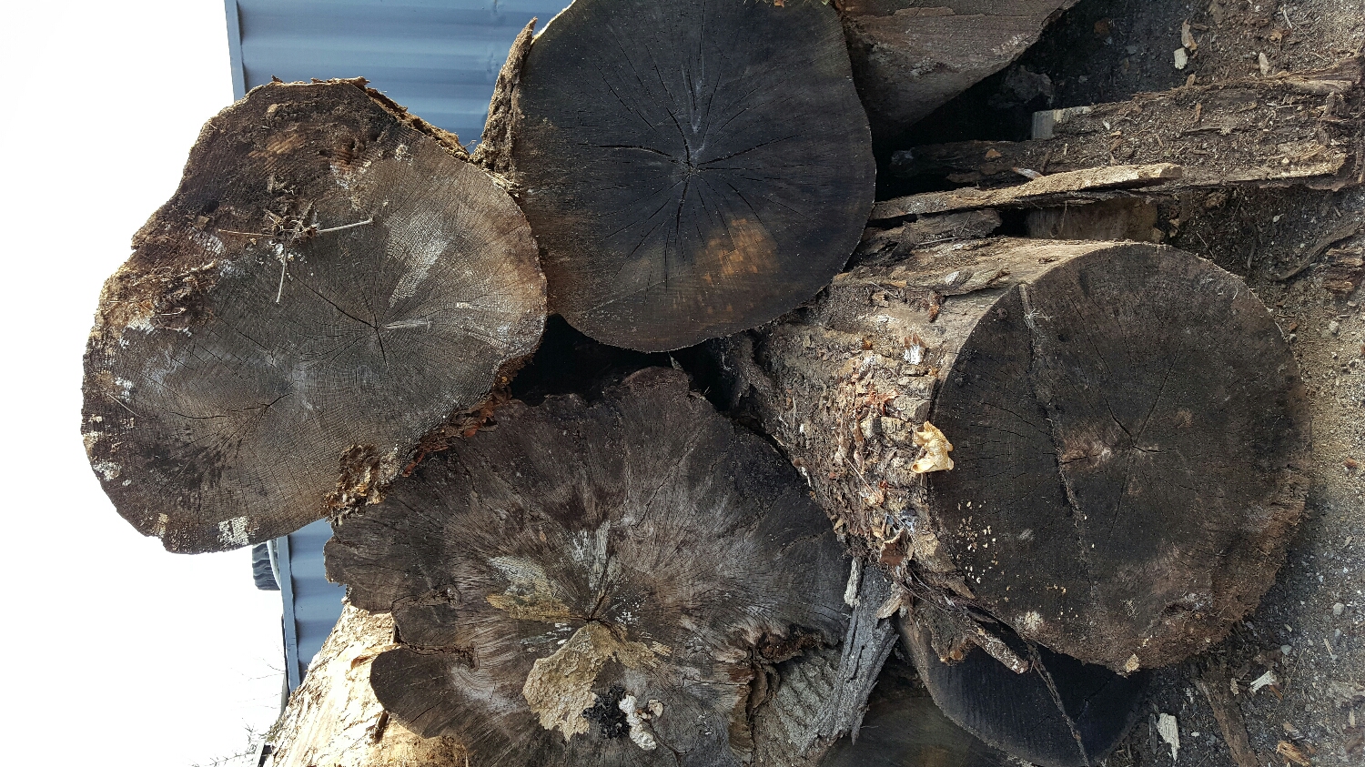 Sugar Maple and friends