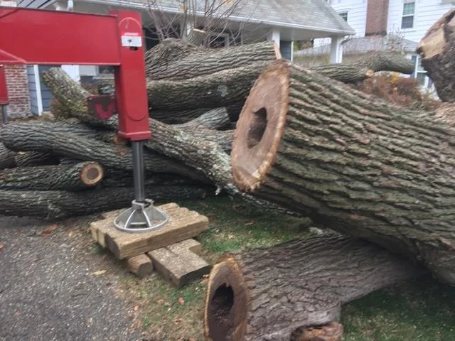 New Rochelle Walnut Tree
