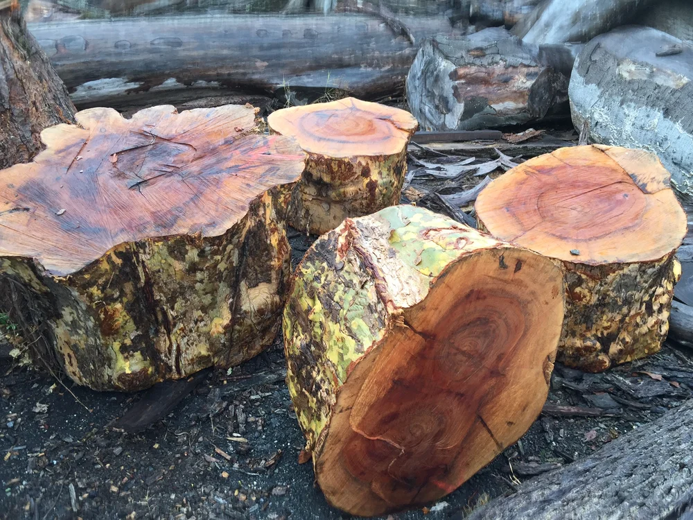 Buy Tree Stumps & Flares Online — NYCitySlab