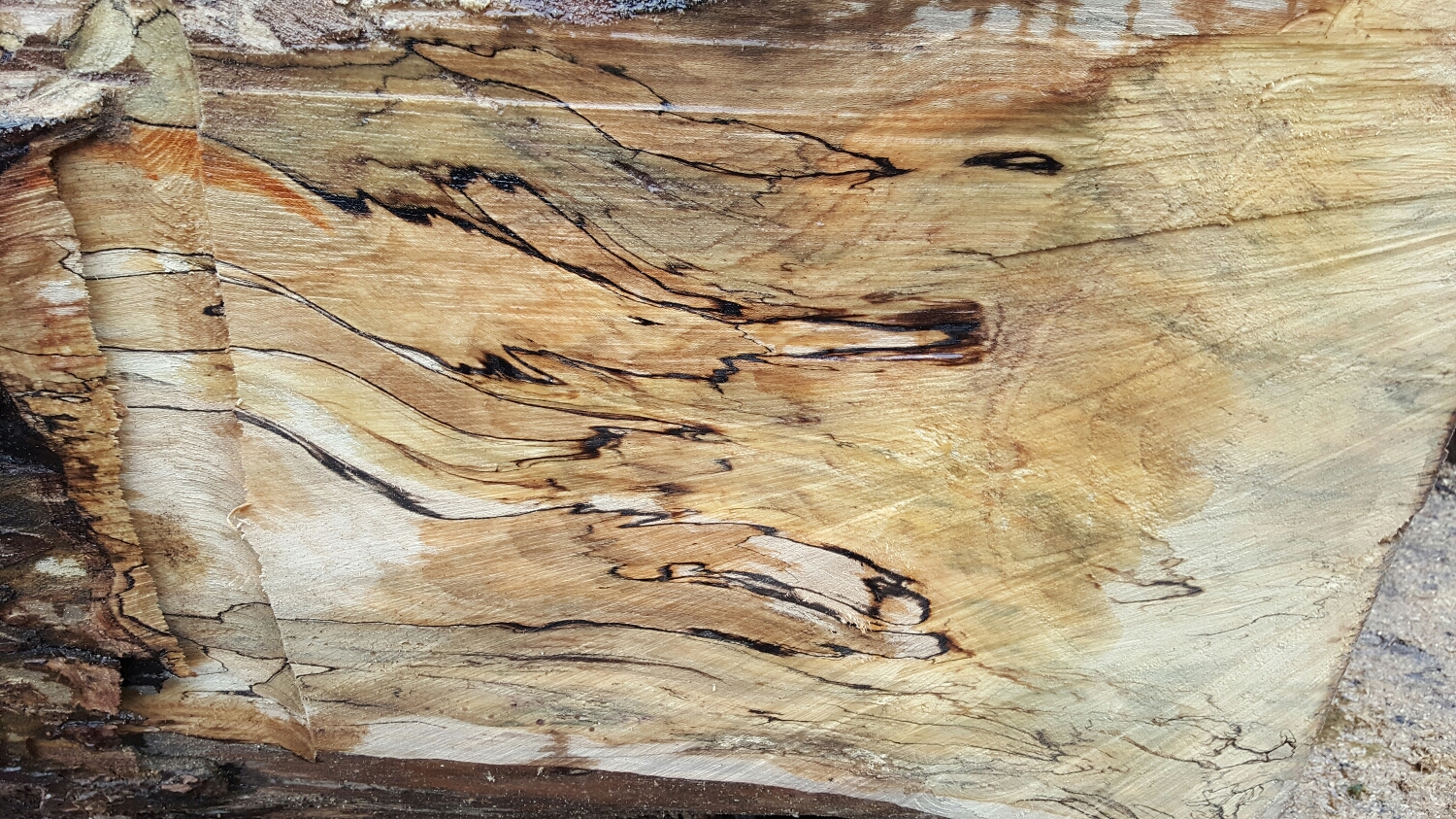 Sycamore 