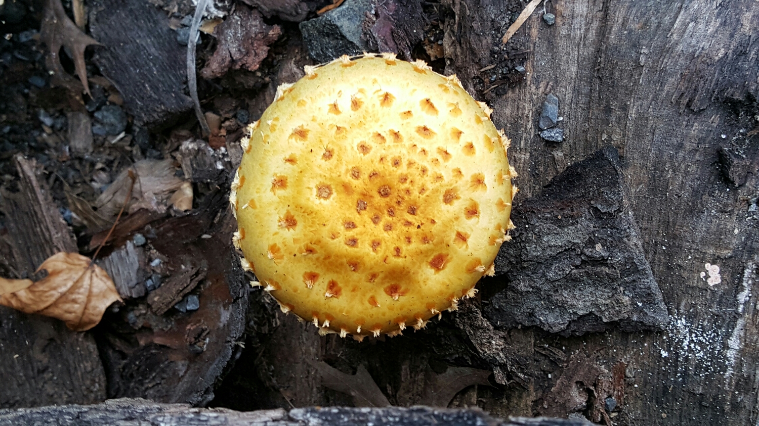 Top view