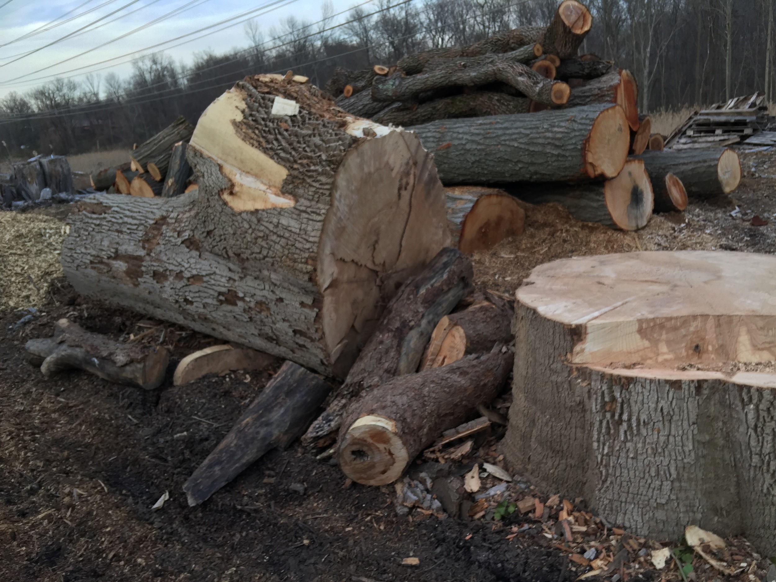 Ash Stump
