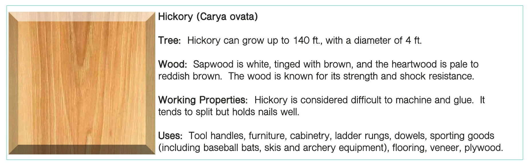 Hickory.jpg