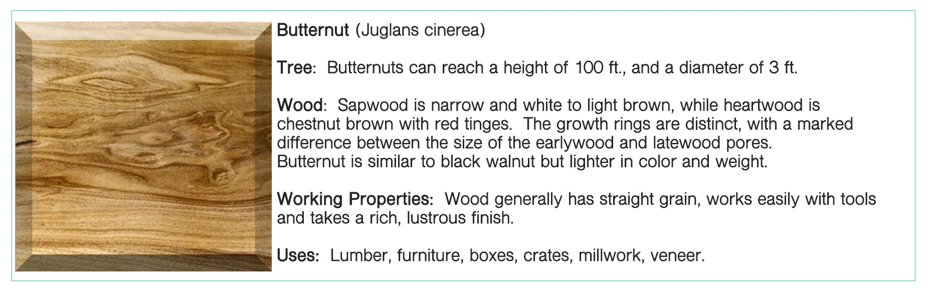 Butternut.jpg