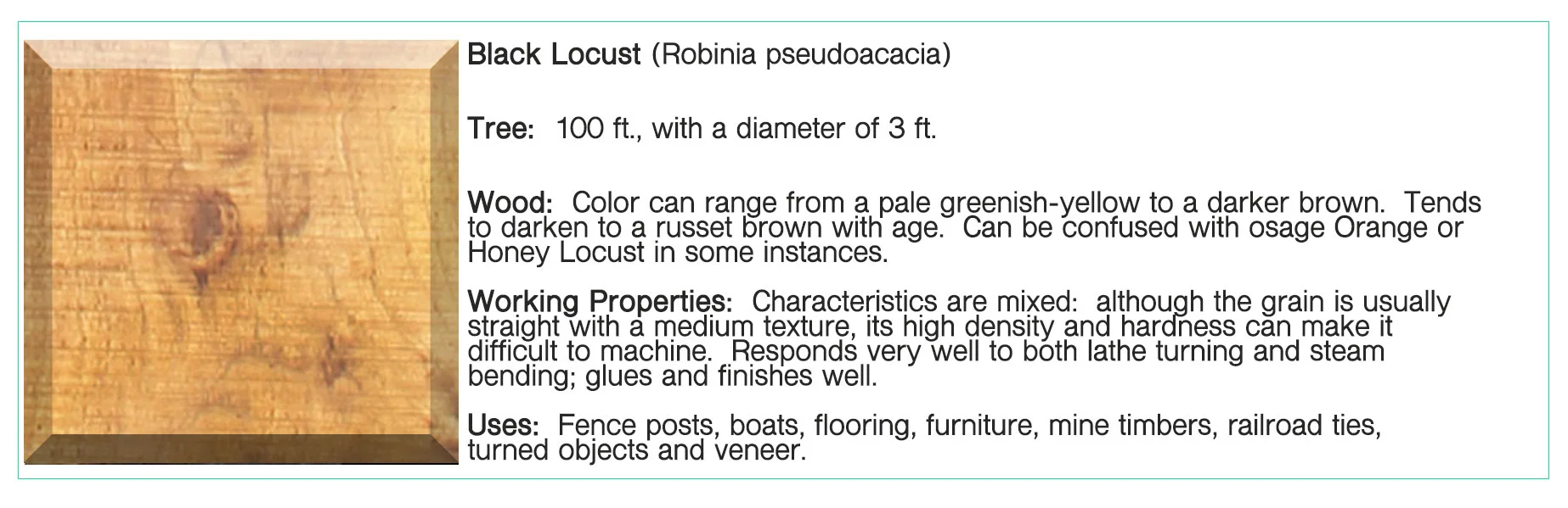 Black-Locust.jpg