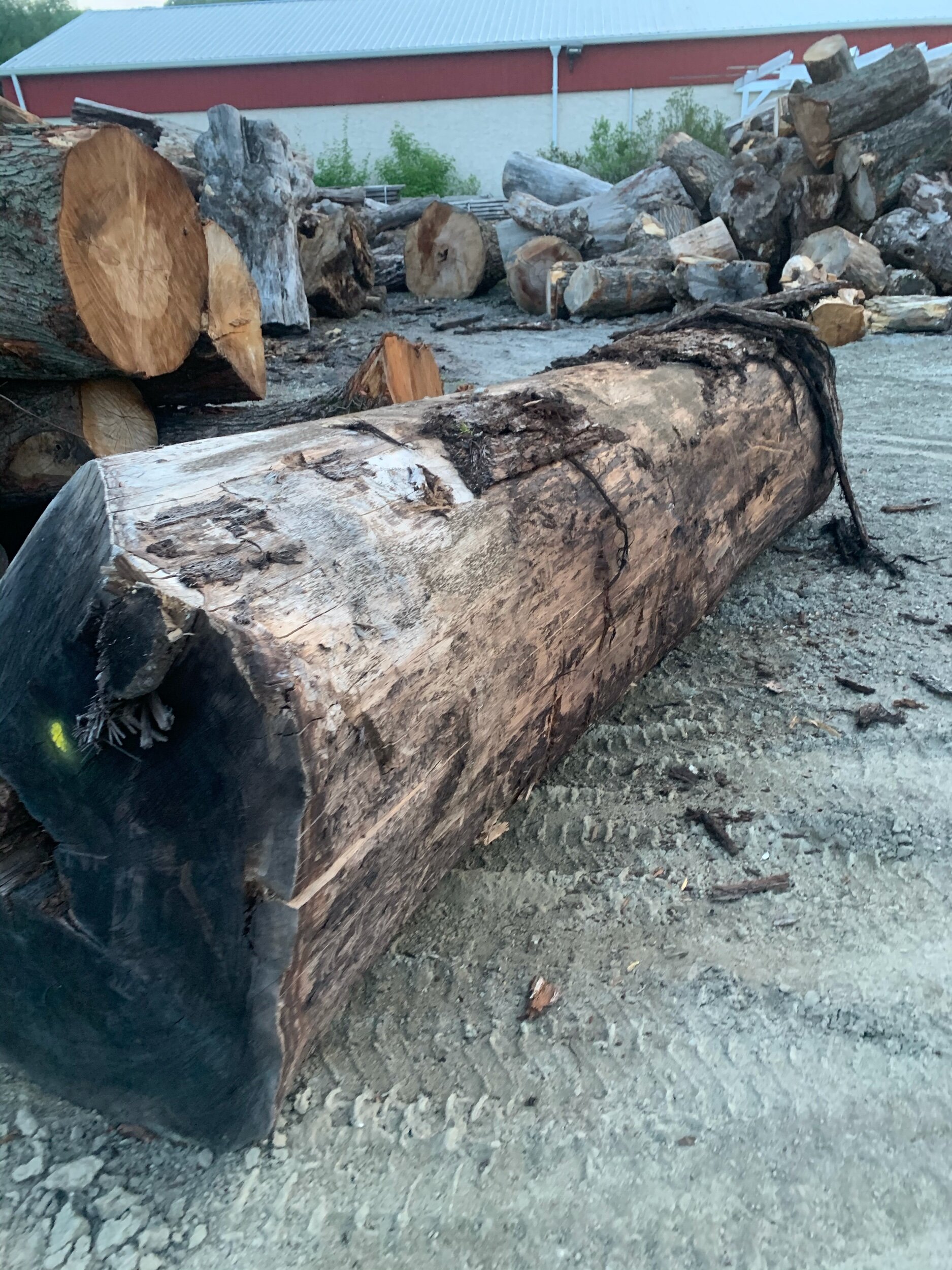 Large walnut logs  walnut slabs on the way