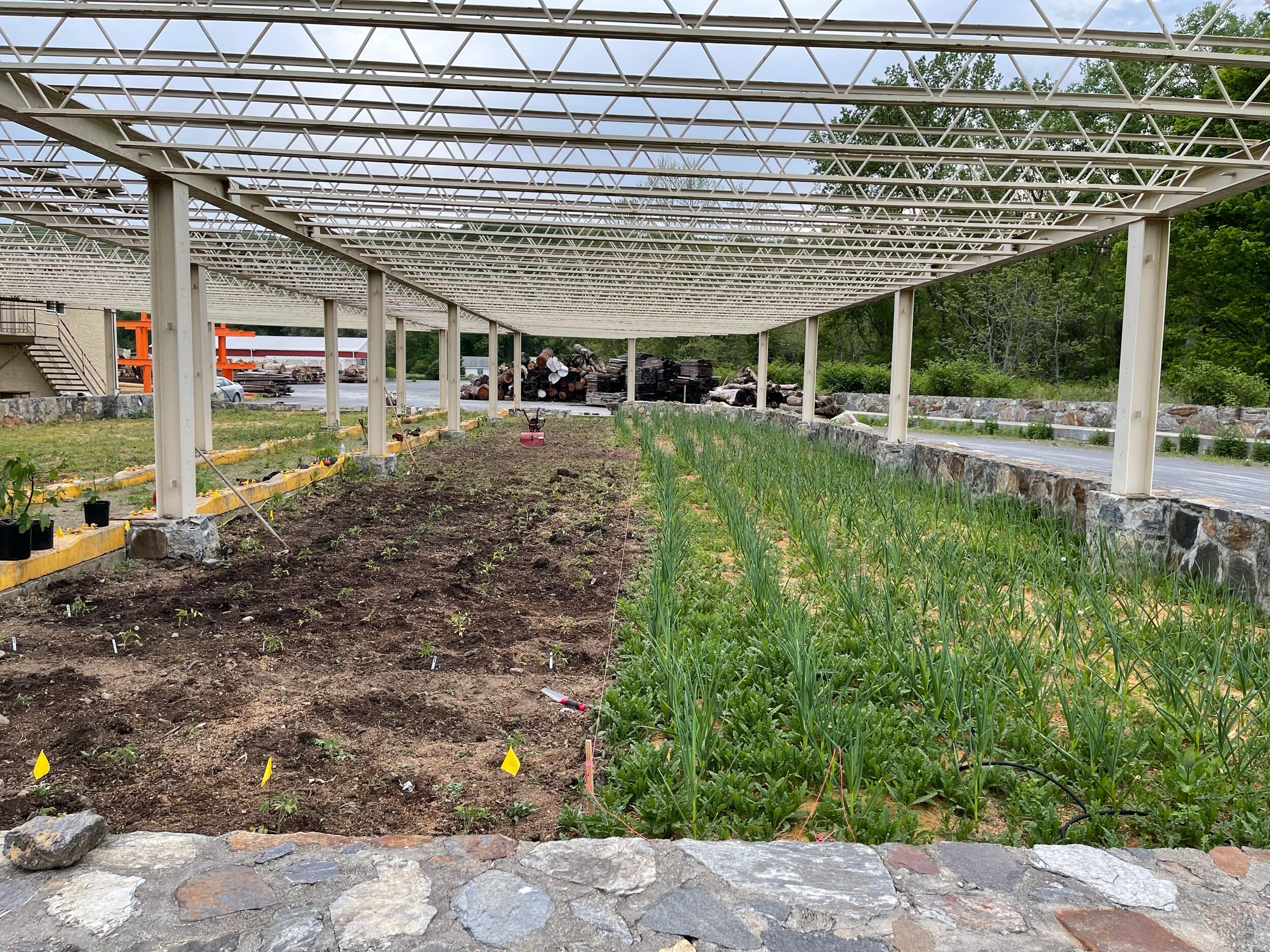 Garlic on the right and tomatoes on the left 