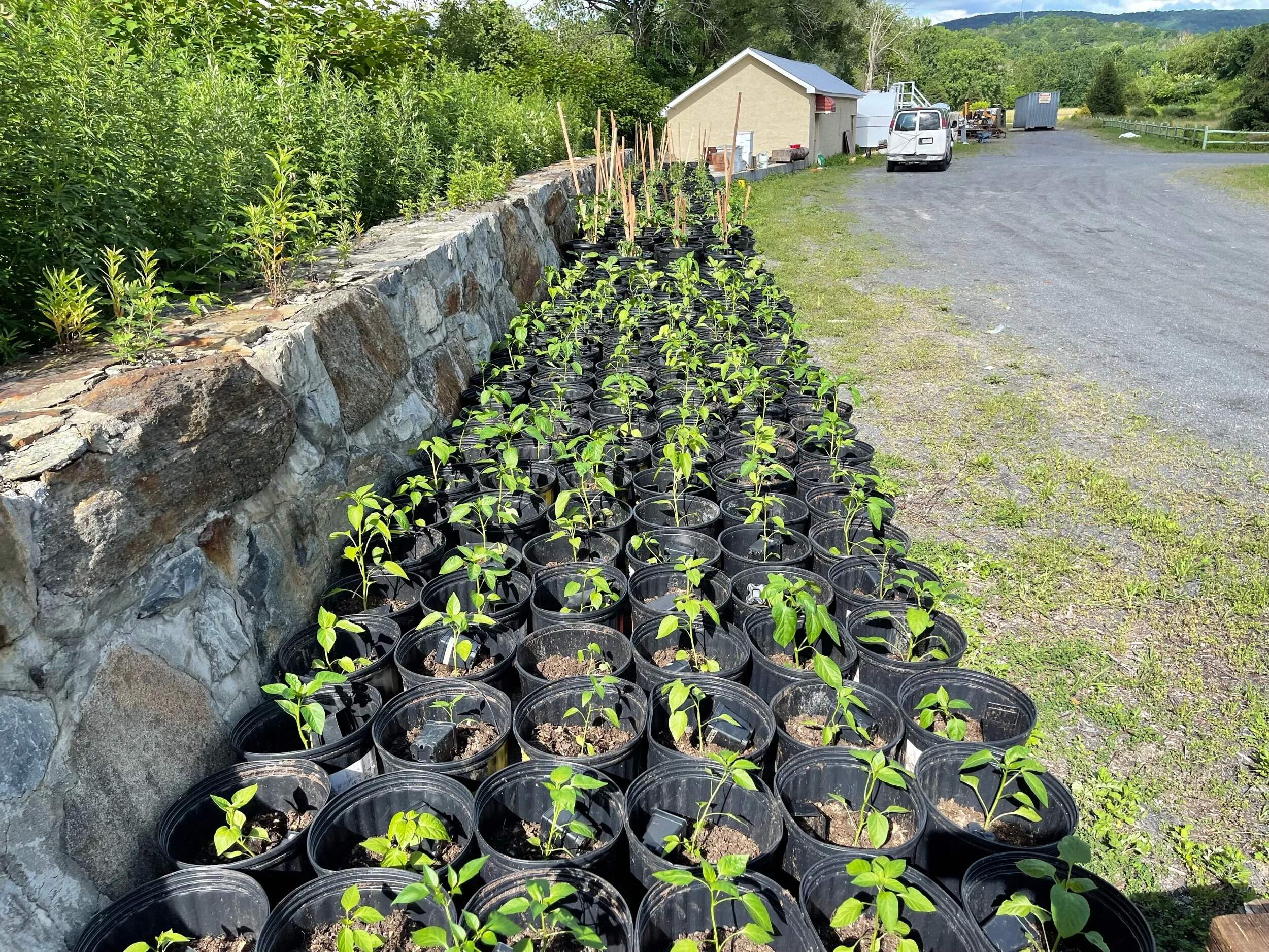 500 pots of peppers, tomatoes, eggplants