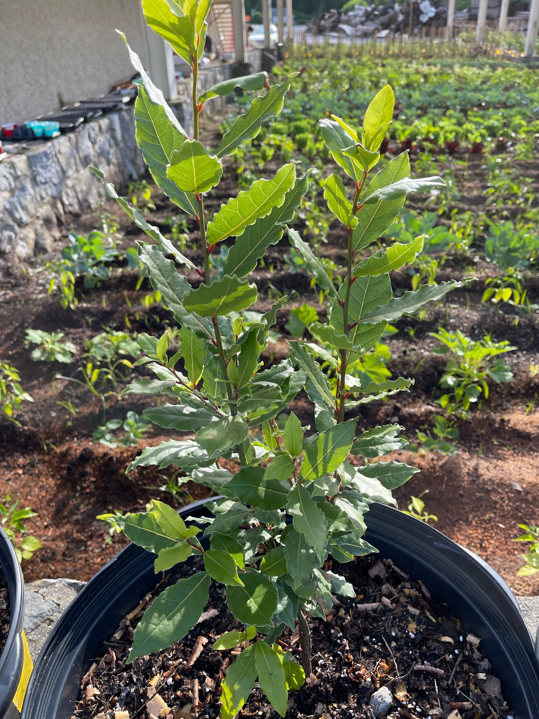 Bay leaf Plant