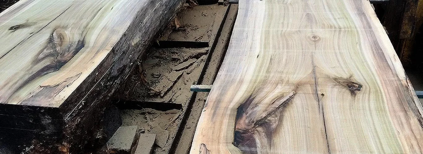 Tulip-Poplar.jpg