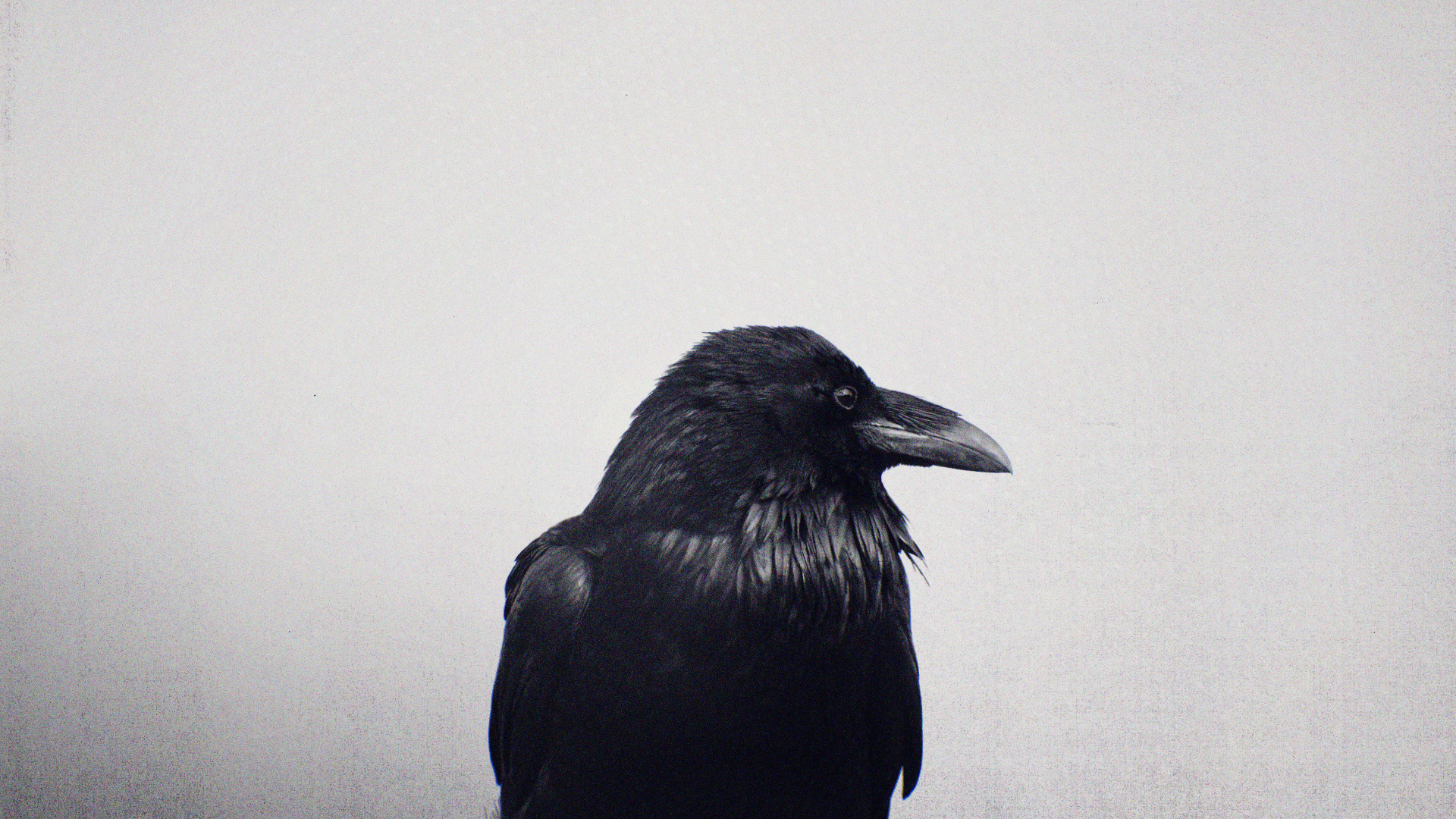 Raven_logo_v001.jpg