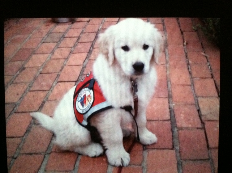 EarlpuppyVest.jpeg