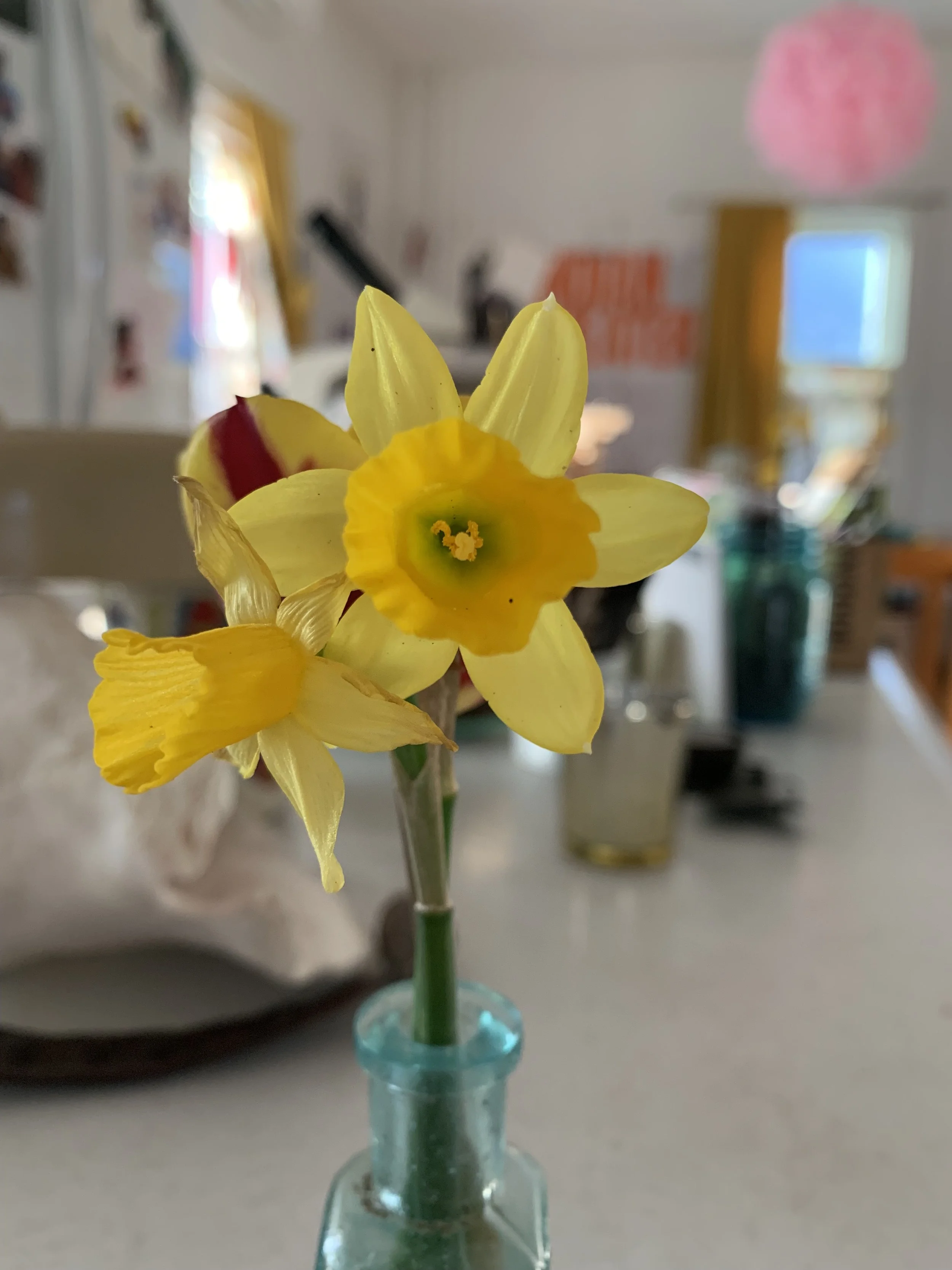 Daffodil.jpeg