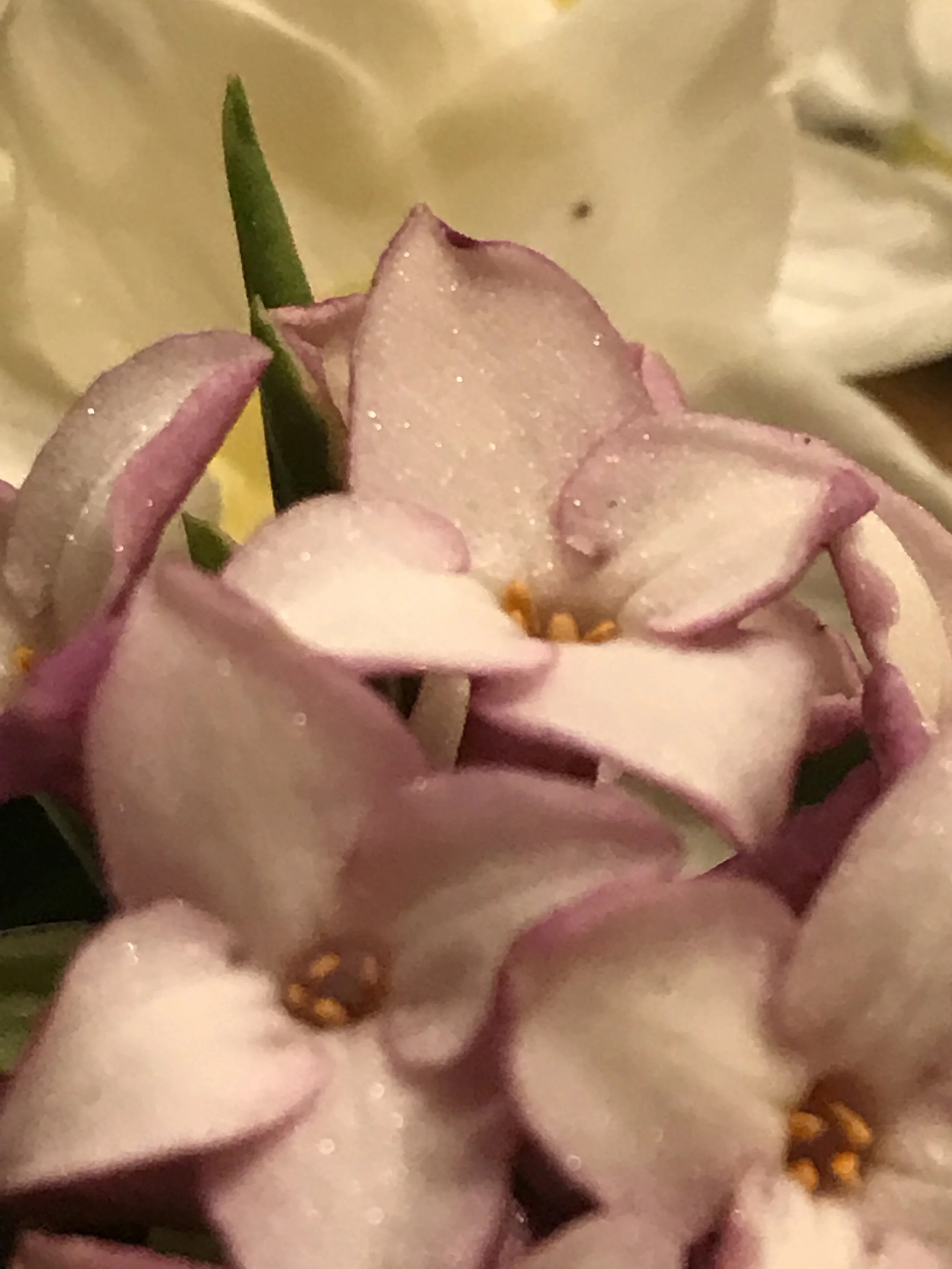 IMG_6908.jpeg