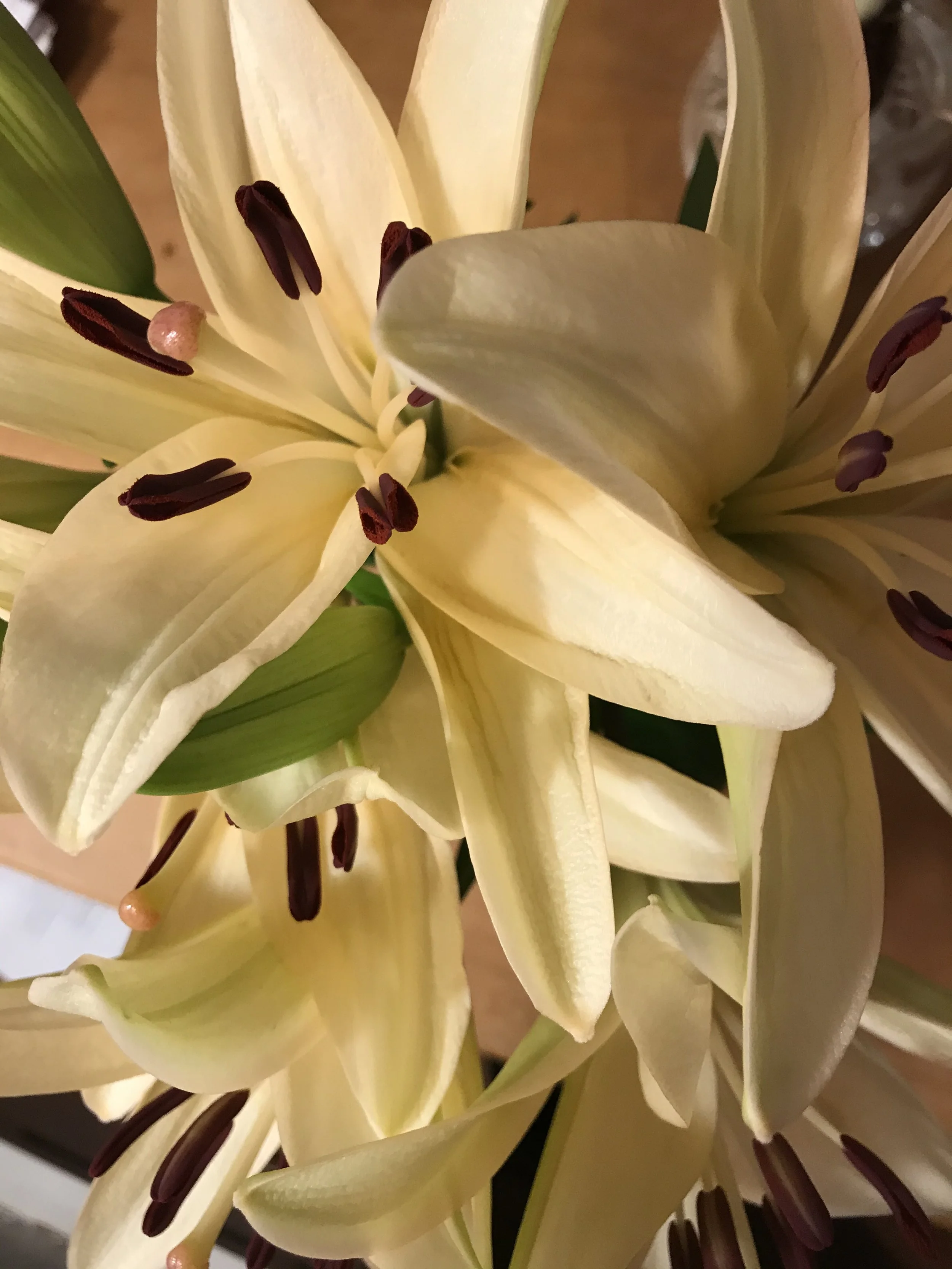 Lilies Botany Class.jpeg