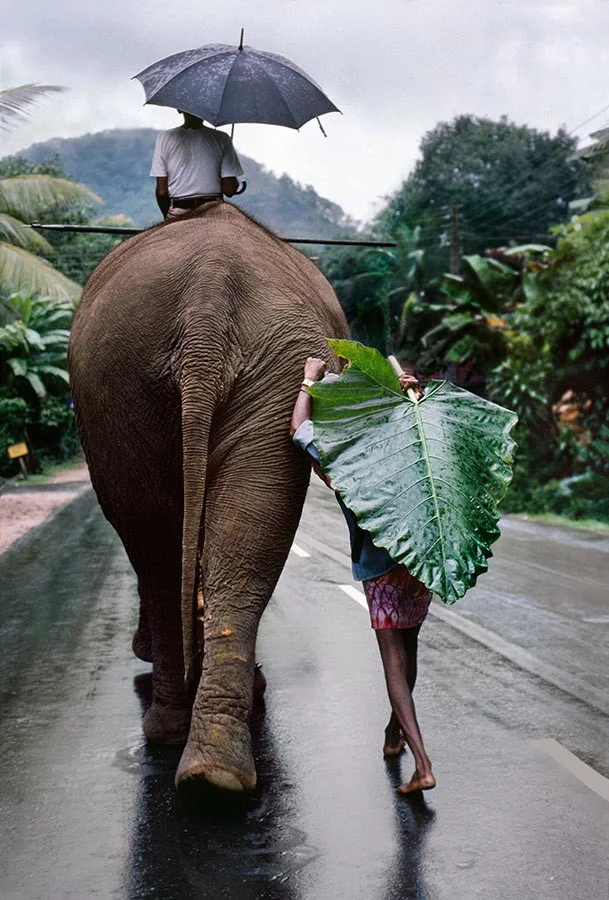 New goal: travel to Sri Lanka and cuddle elephants