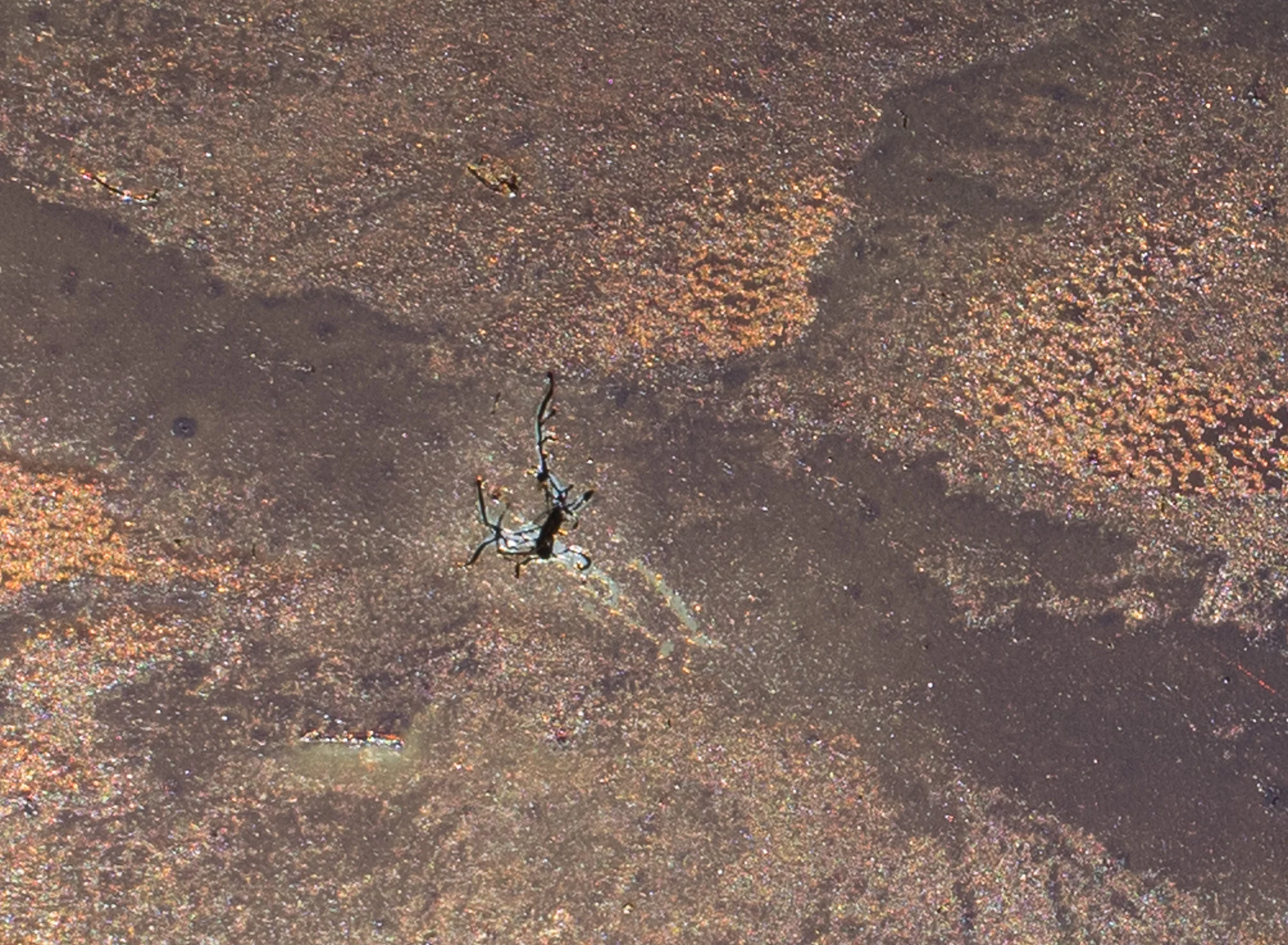 Strip Mine Horizon to Horizon ( detail). 4"x6" Petrograph on Stainless Steel. V.1, 2014.