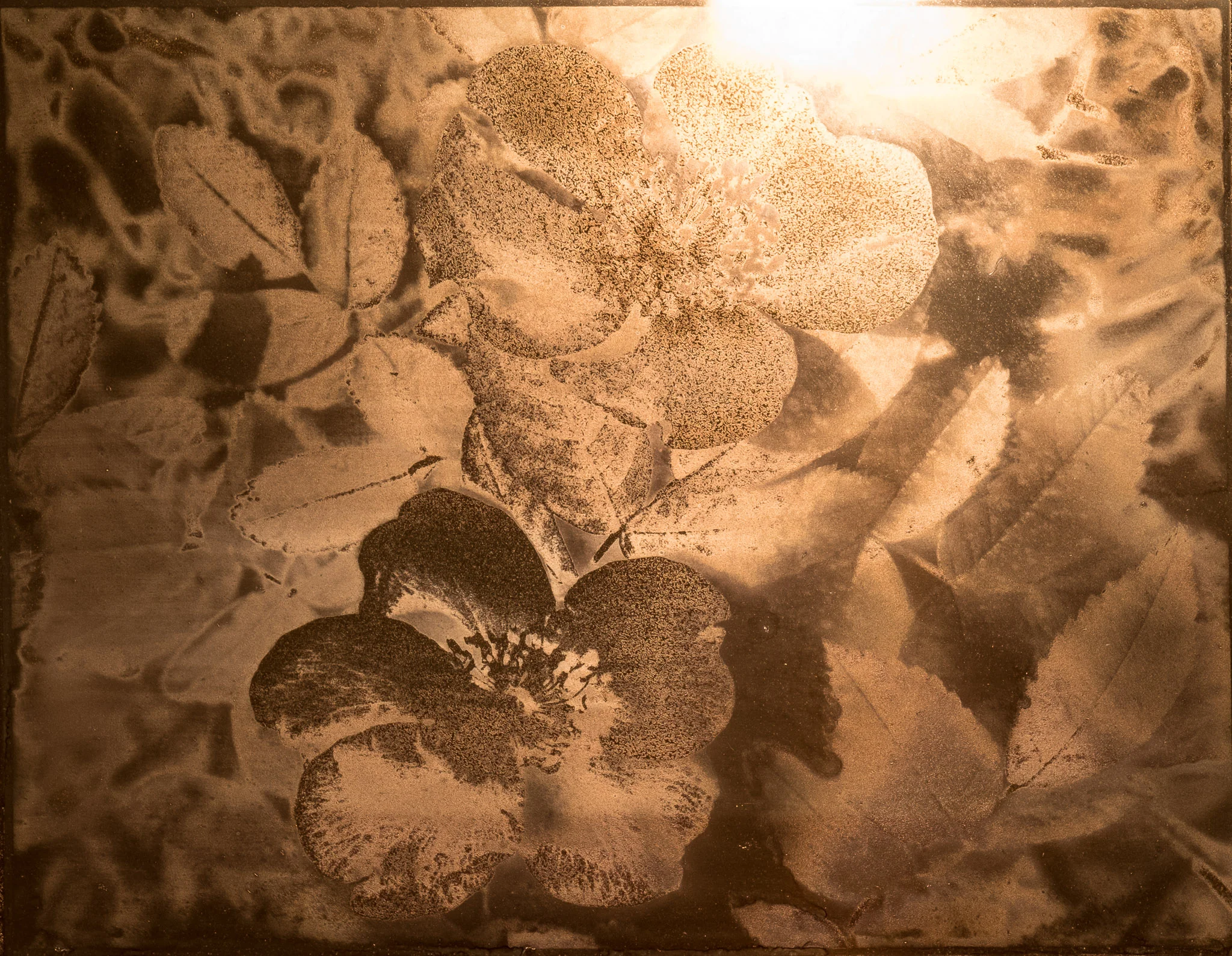 Wild Rose Country 2