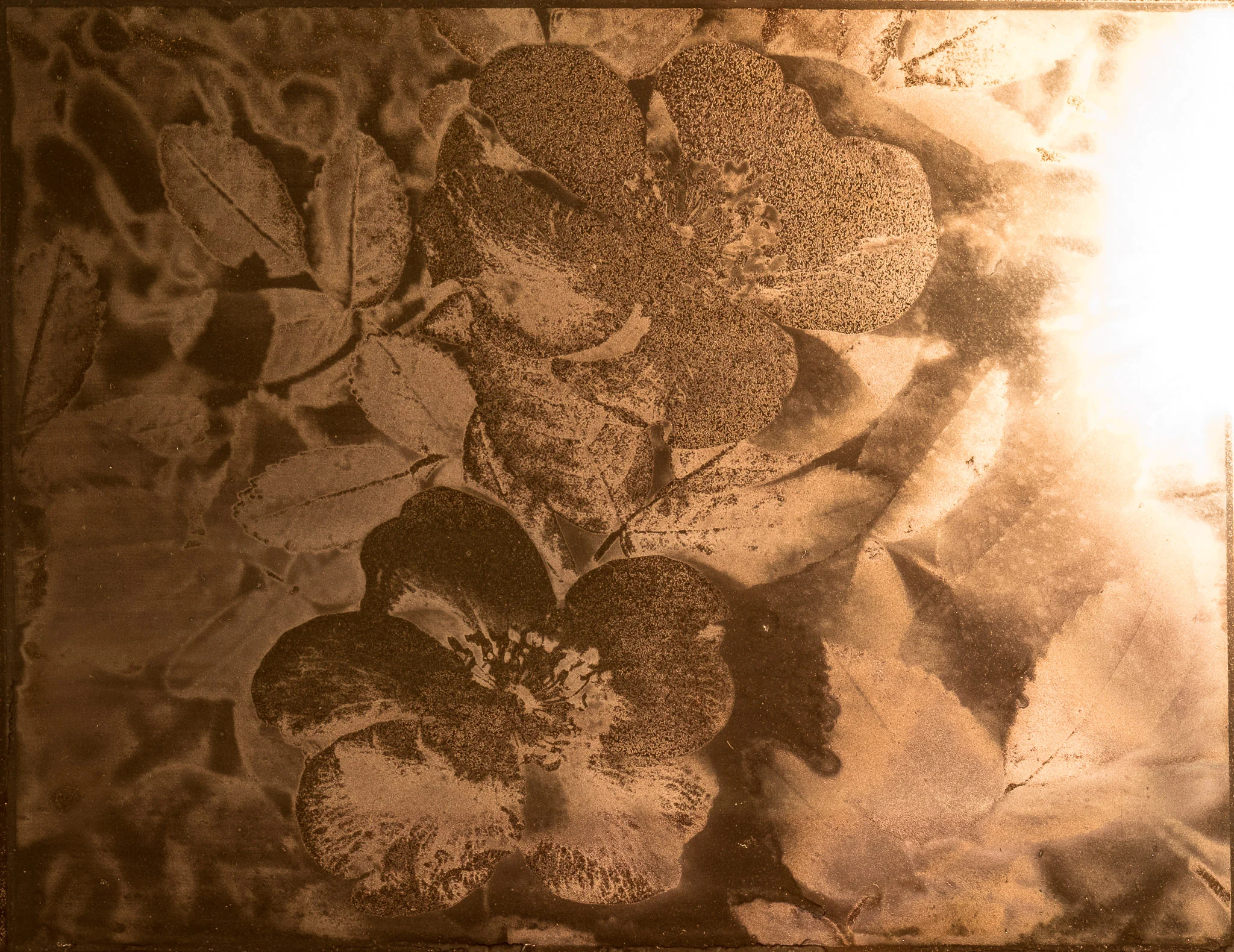 Wild Rose Country 3