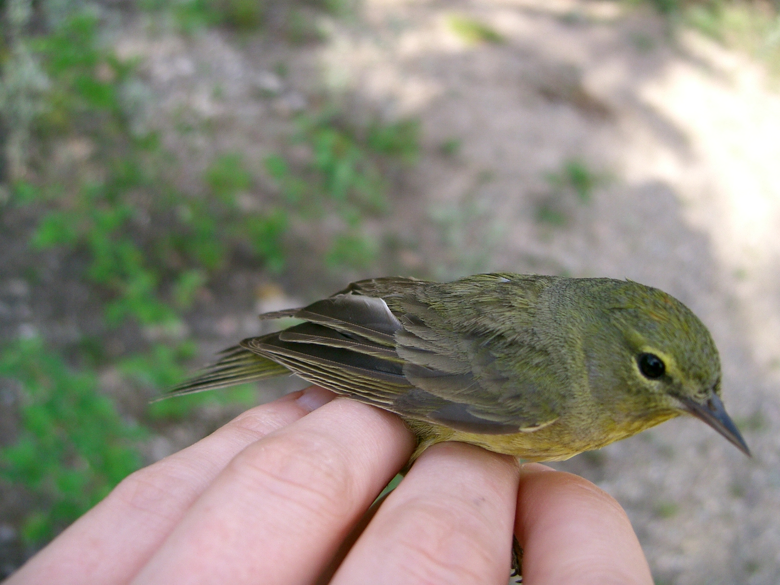 Golden-crowned kinglet.jpg