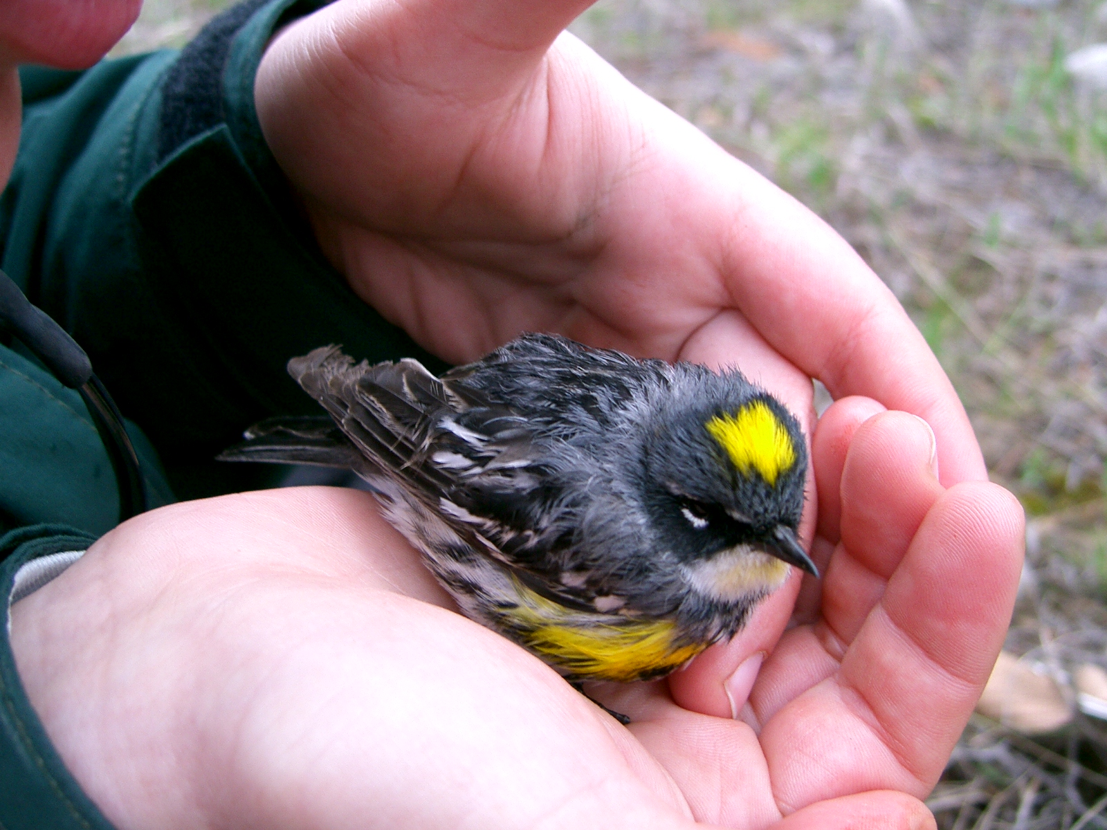 Yellow- rumped warbler in hand (hybrid- light yellow chin wash).jpg