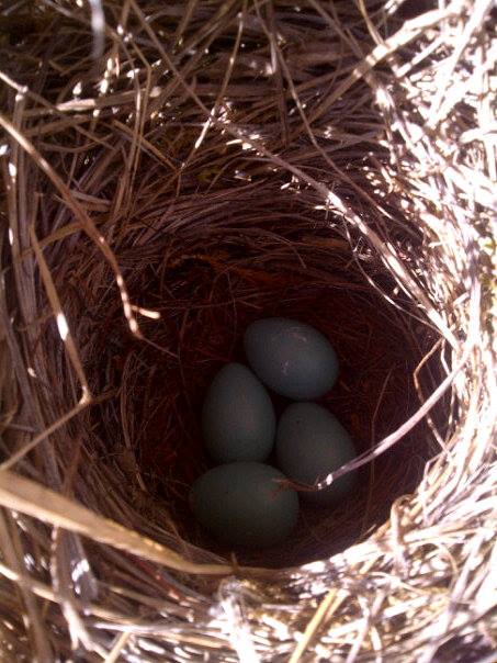 Bird Nest.jpg