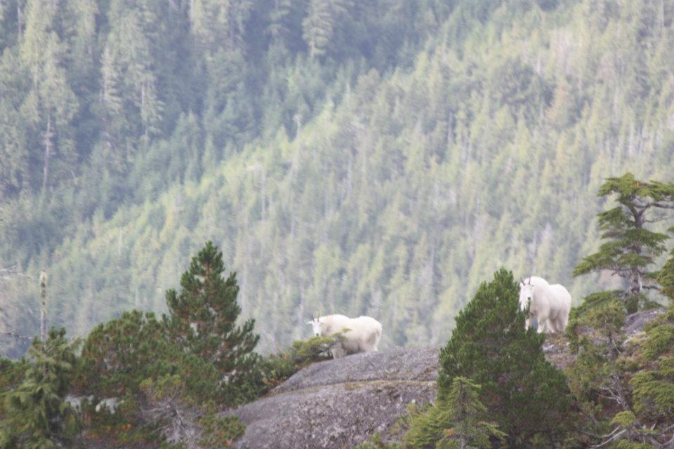 Mountain Goats.jpg