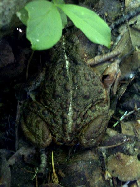 Toad.jpg