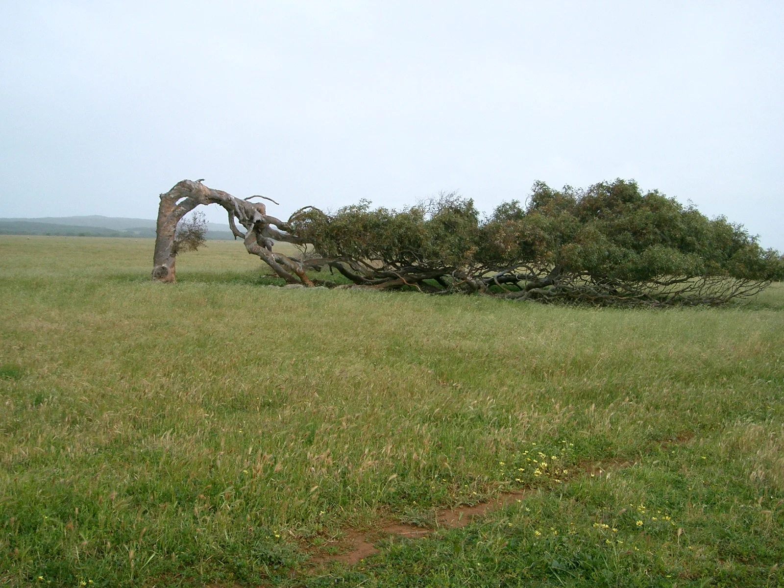 crooked tree.jpg