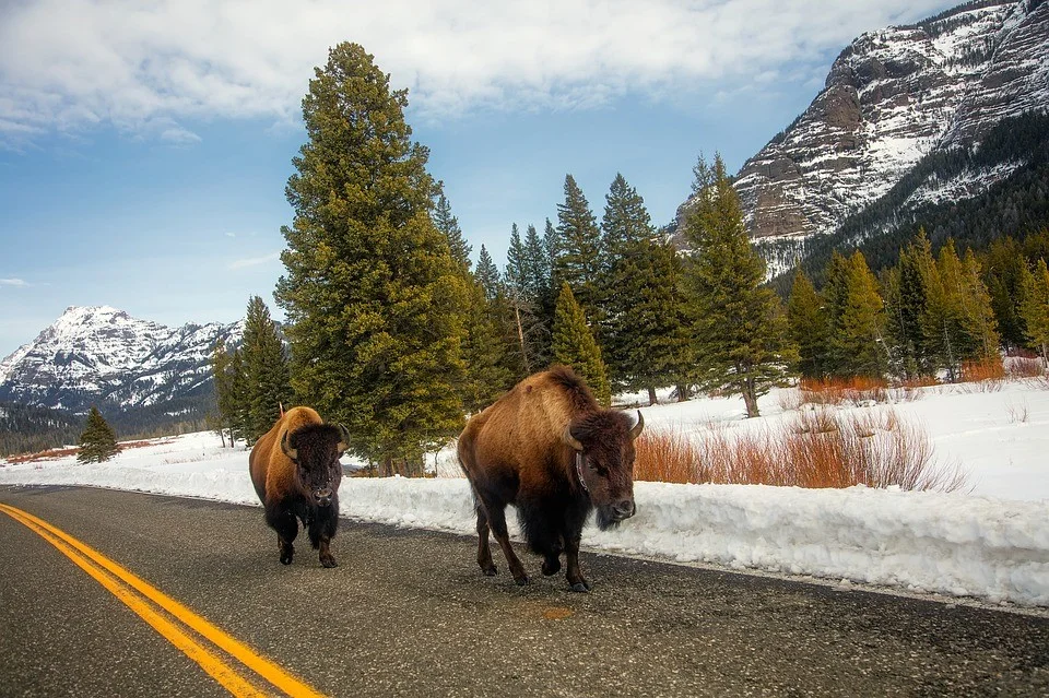 Bison picture.jpg