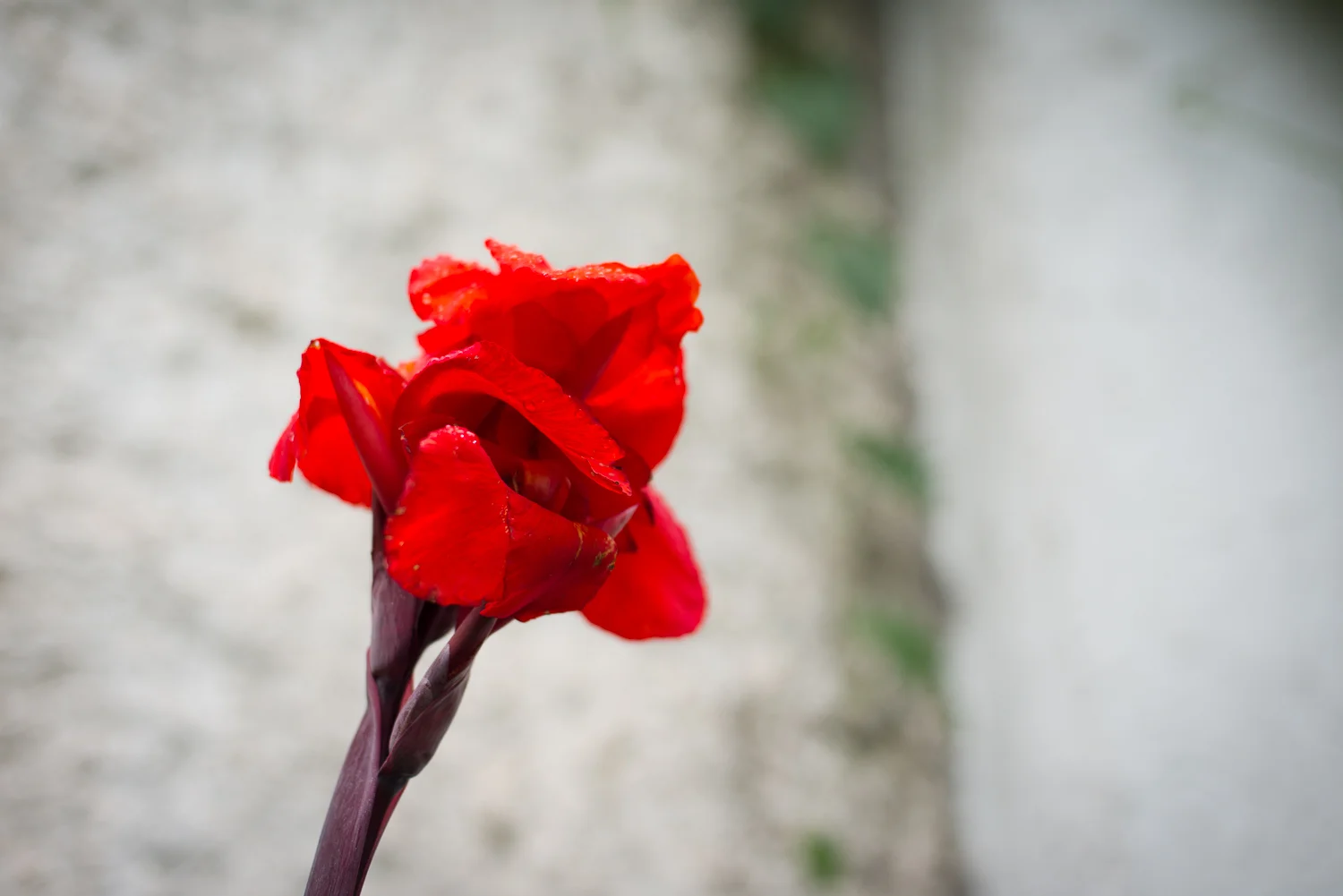 _DSC0320.jpg