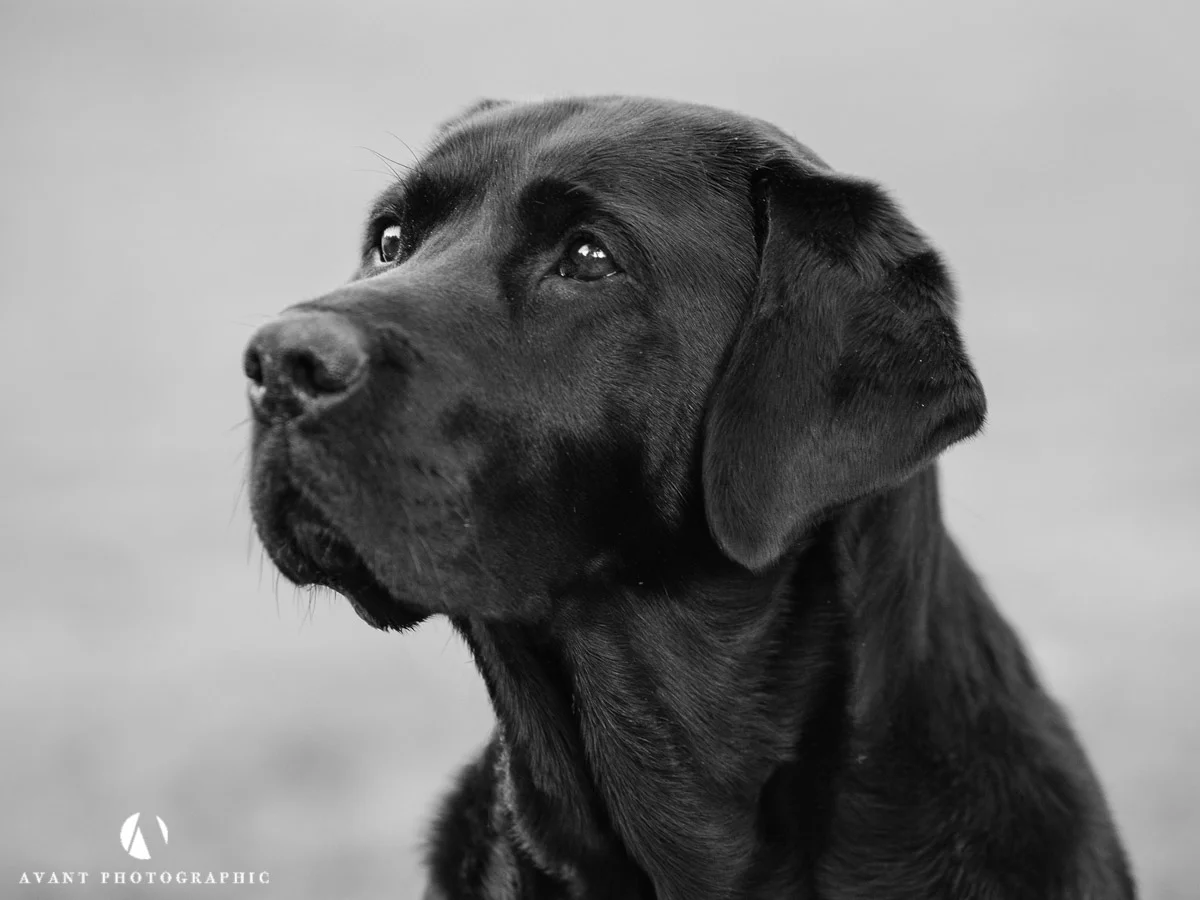 Pet Photography - Autumn