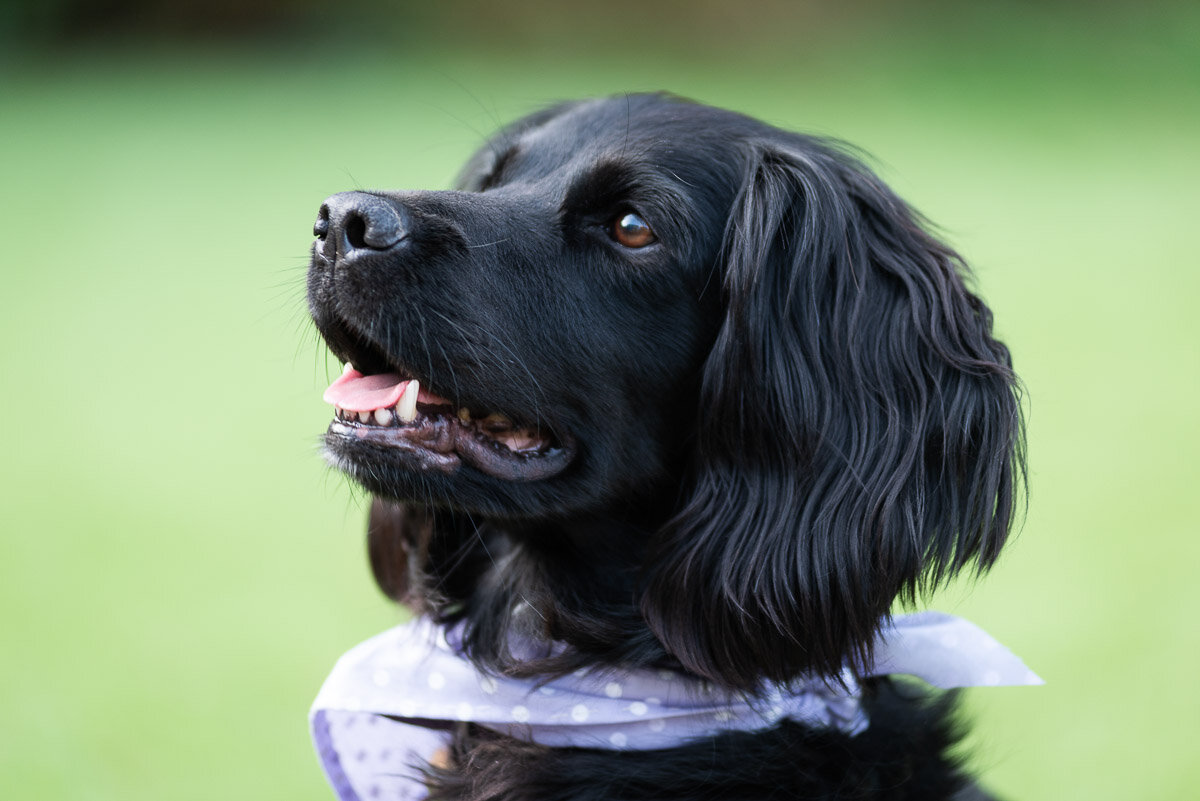 Spaniel with Scarf